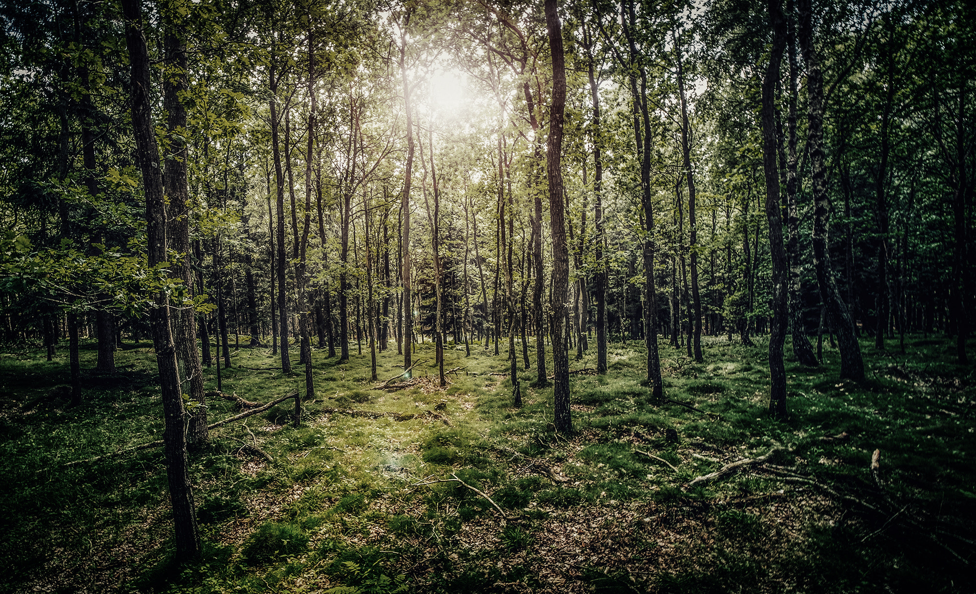 Fujifilm XF 10-24mm F4 R OIS sample photo. Forest sun photography