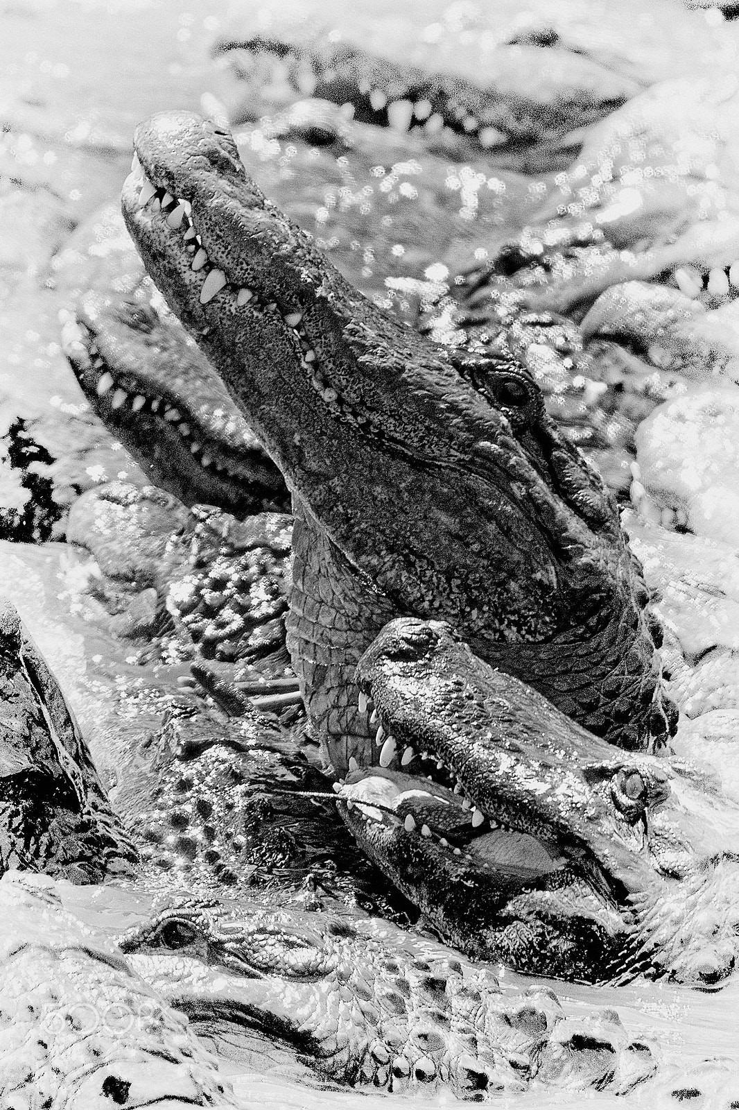 Nikon D800E sample photo. Lunch time photography