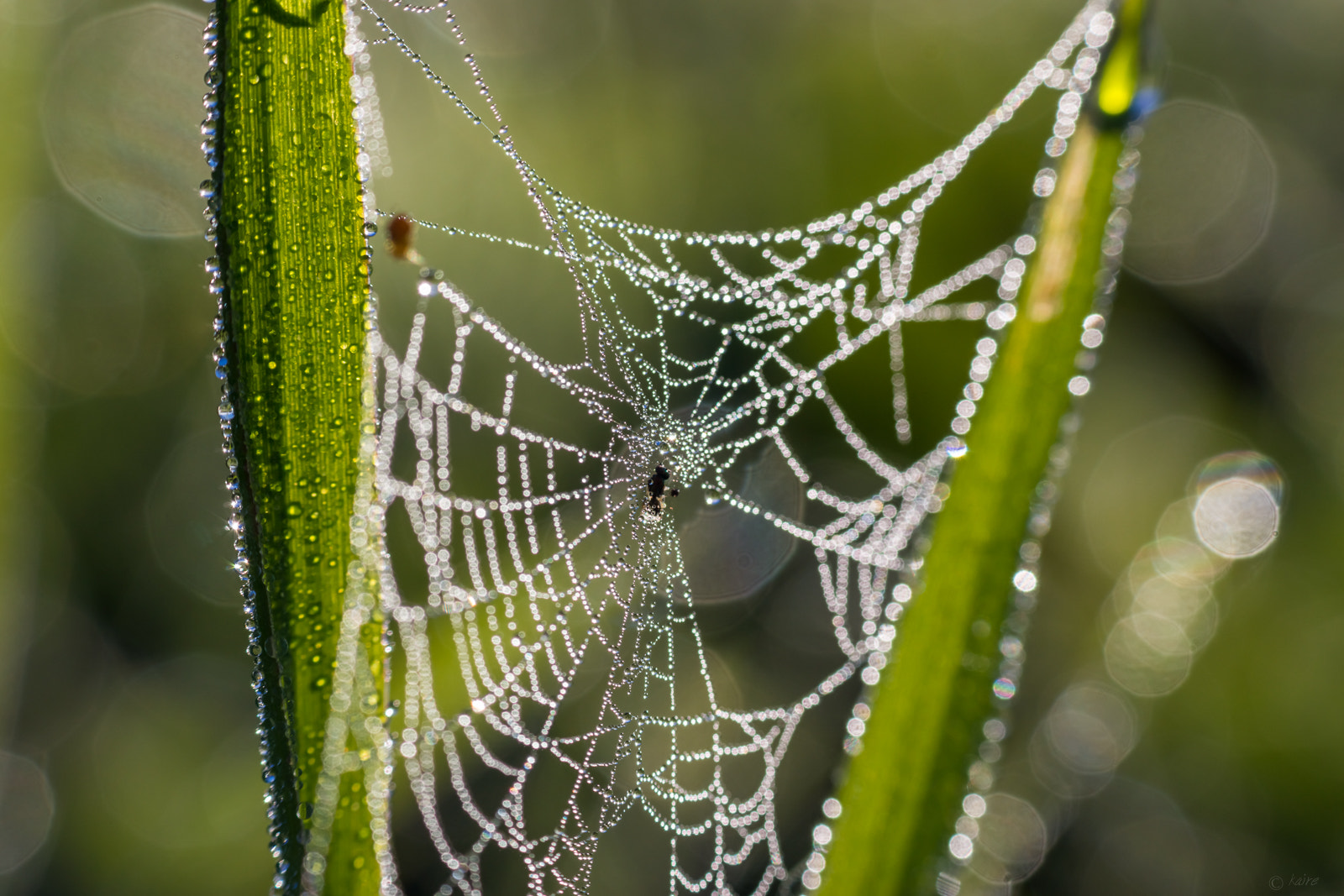 Sony SLT-A77 + Tamron AF 55-200mm F4-5.6 Di II LD Macro sample photo. Mist on spiderweb photography