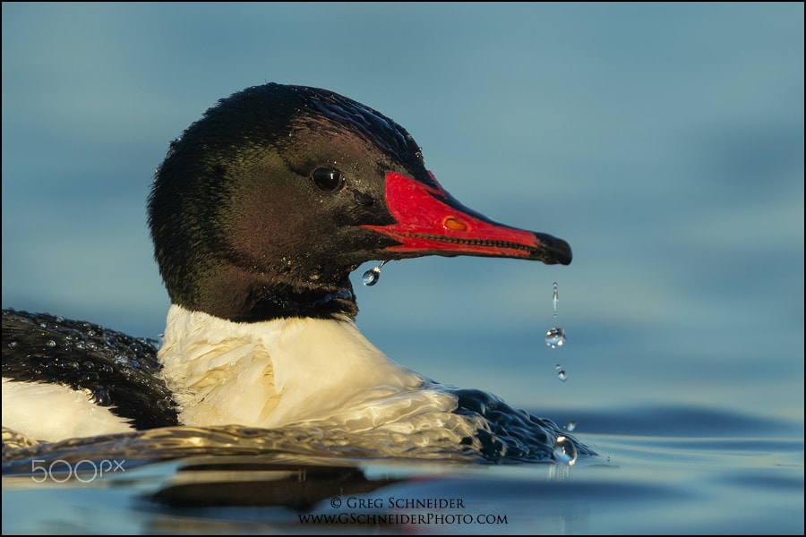 Canon EOS-1D X + Canon EF 600mm F4L IS II USM sample photo. Common merganser portrait photography