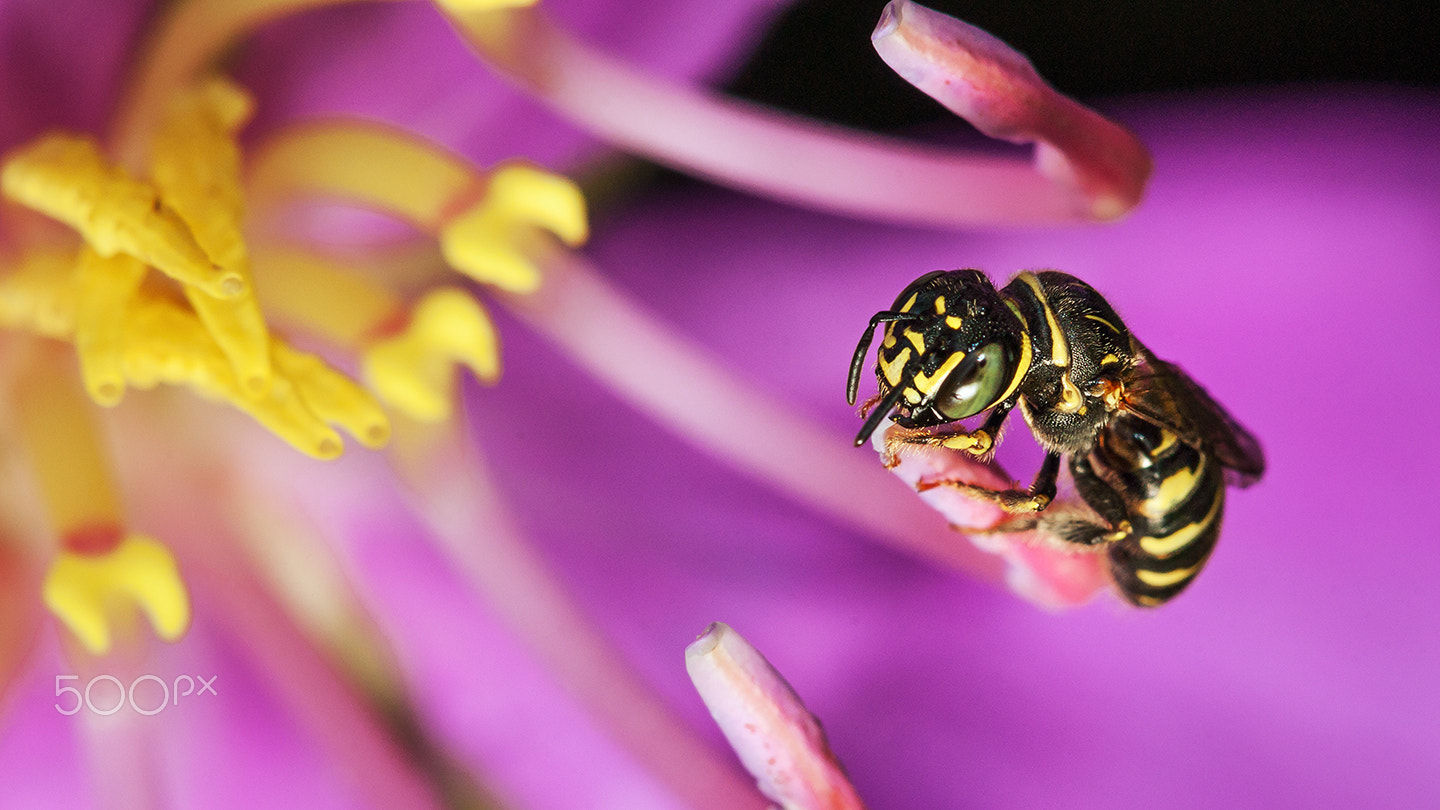 Sony Alpha DSLR-A700 + Sony 100mm F2.8 Macro sample photo. The story of a bee ii photography