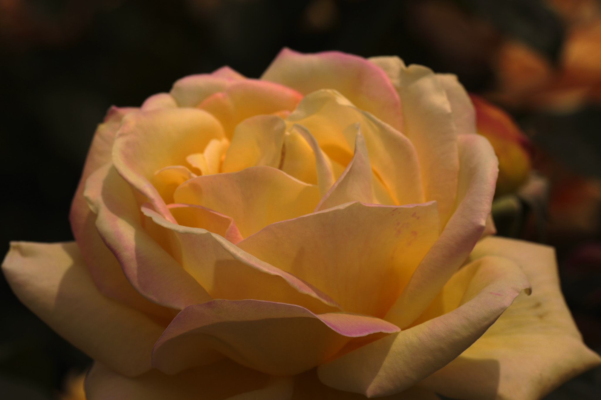 Canon EOS 40D sample photo. Rose photography