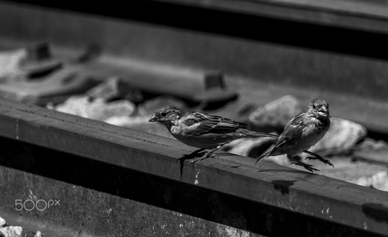 Canon EF 100-300mm F4.5-5.6 USM sample photo. Fabio guimas () photography