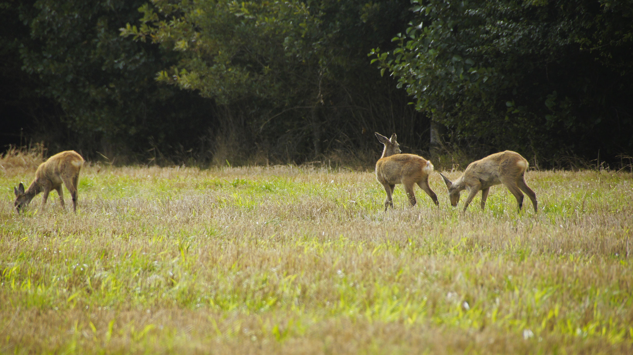 Sony SLT-A33 sample photo. 3  undisturbed deers photography