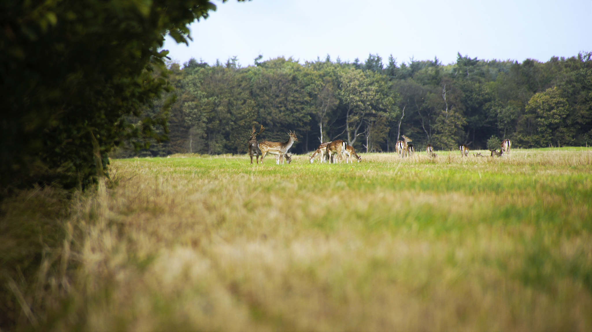 Sony SLT-A33 sample photo. Respects the antlers photography