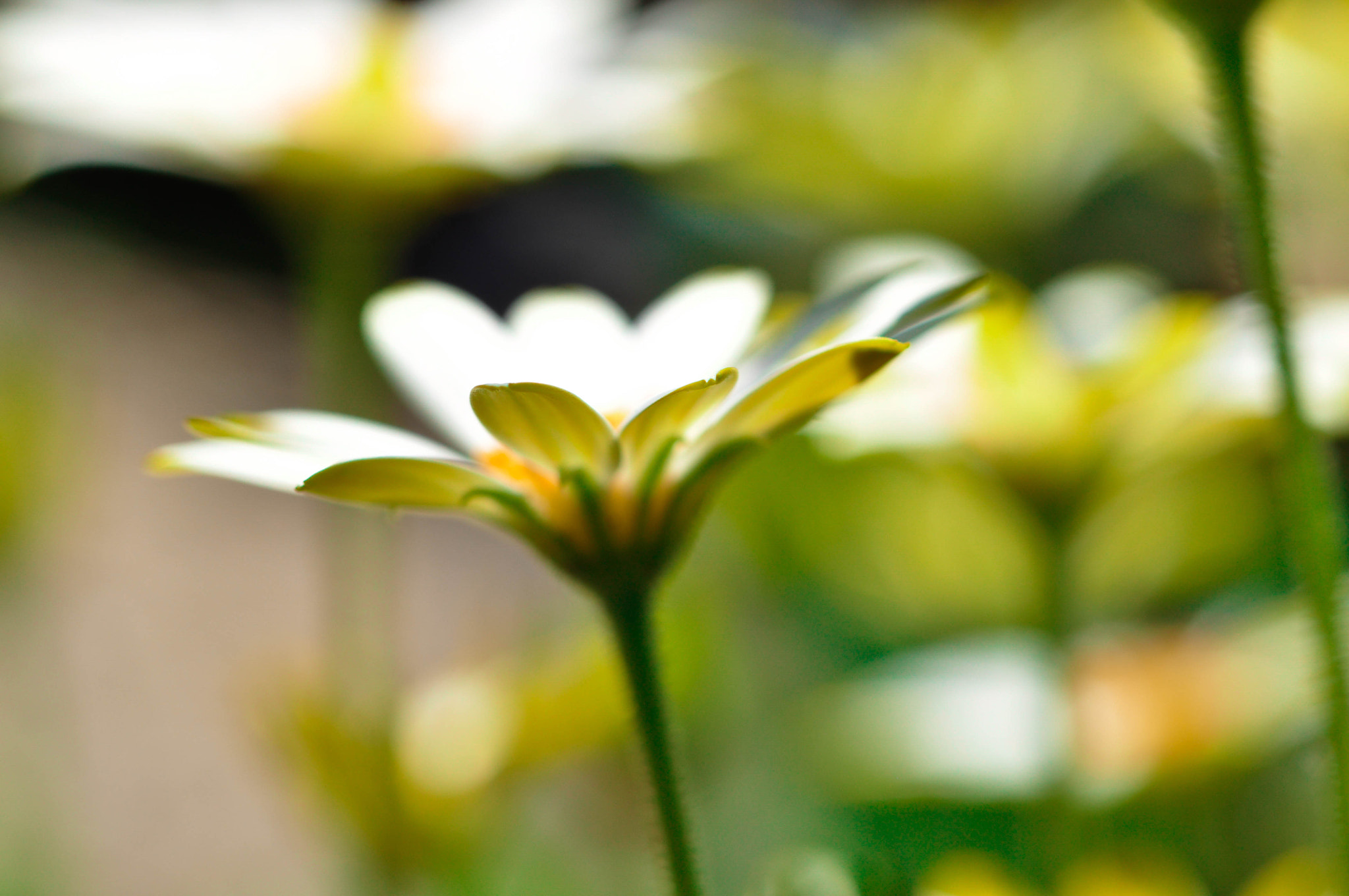 Nikon D5000 sample photo. Nature photography