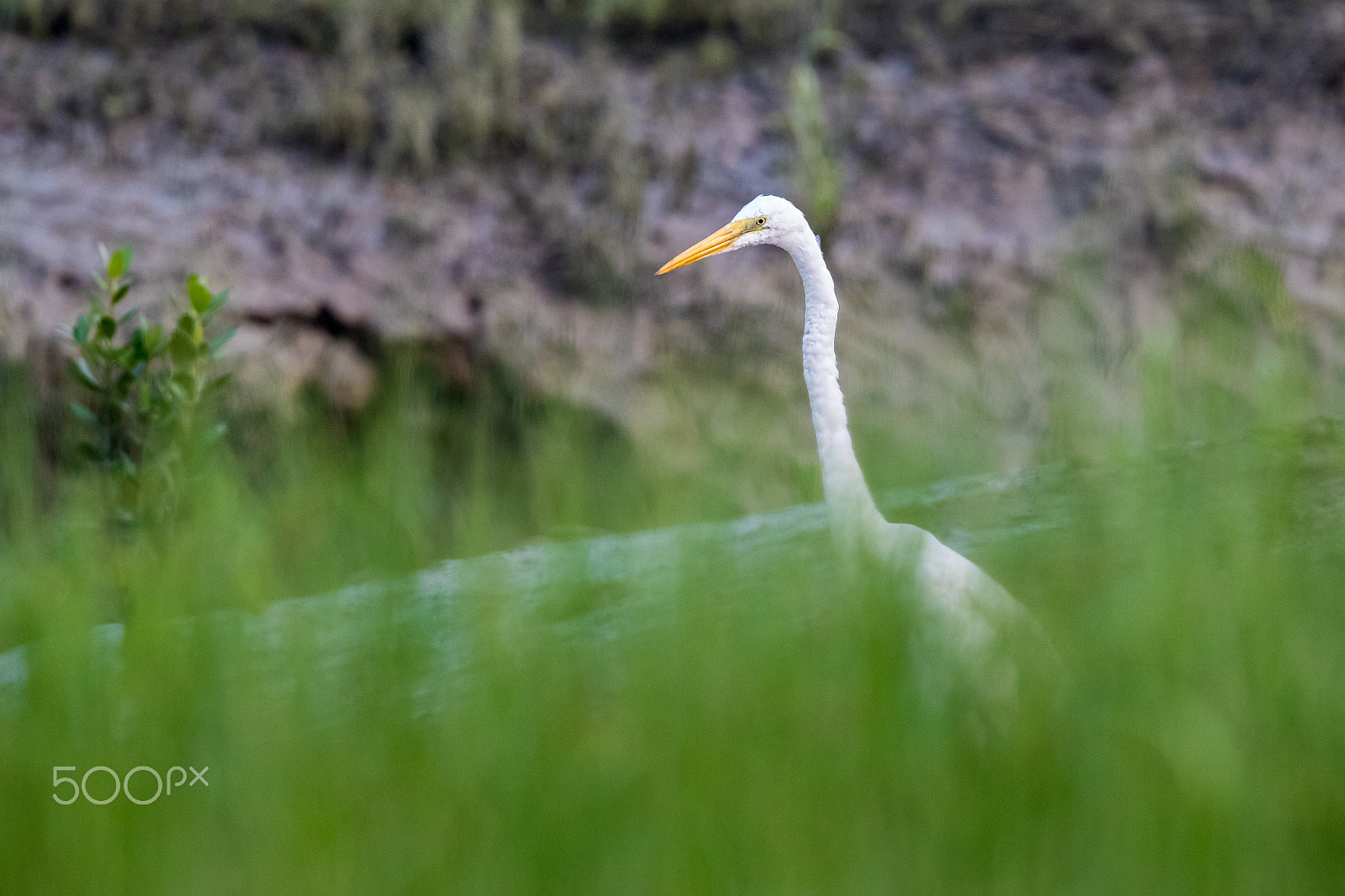 Canon EF 500mm F4L IS II USM sample photo. Great egret seeking food at mai po nature reserve of hong kong photography