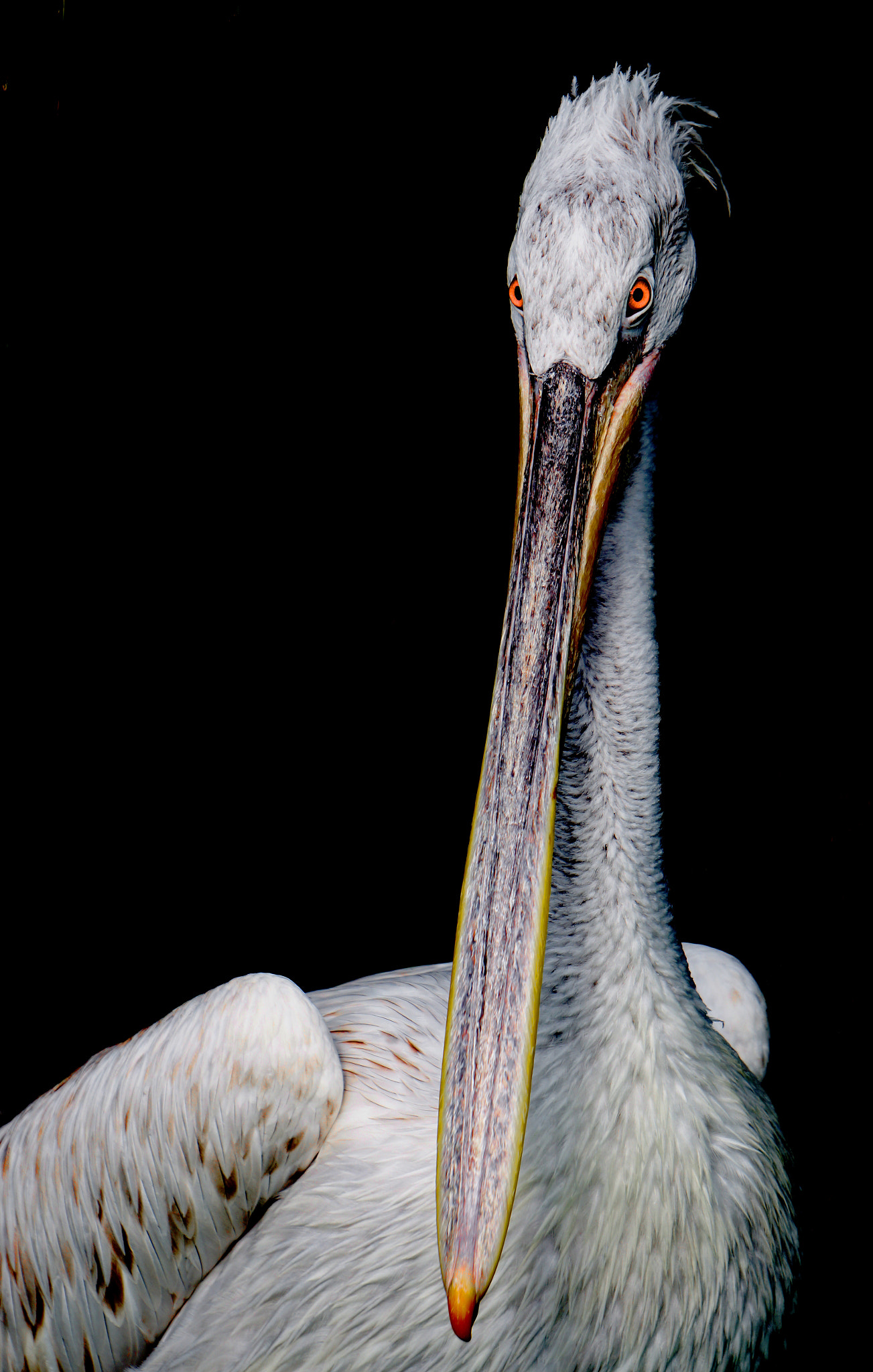 Sony FE 24-240mm F3.5-6.3 OSS sample photo. Bill me photography