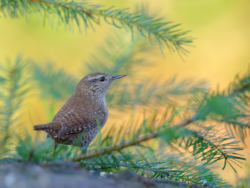 Canon EOS-1D X + Canon EF 600mm F4L IS II USM sample photo. Wren.  photography