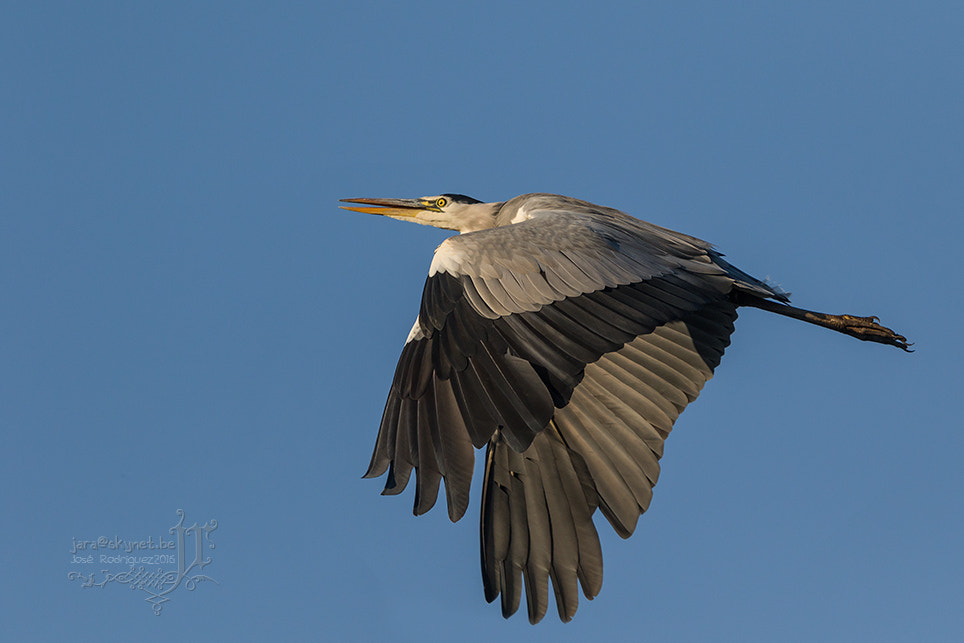 Canon EOS 7D Mark II + Canon EF 300mm F2.8L IS USM sample photo. Heron_4a7a2131 photography