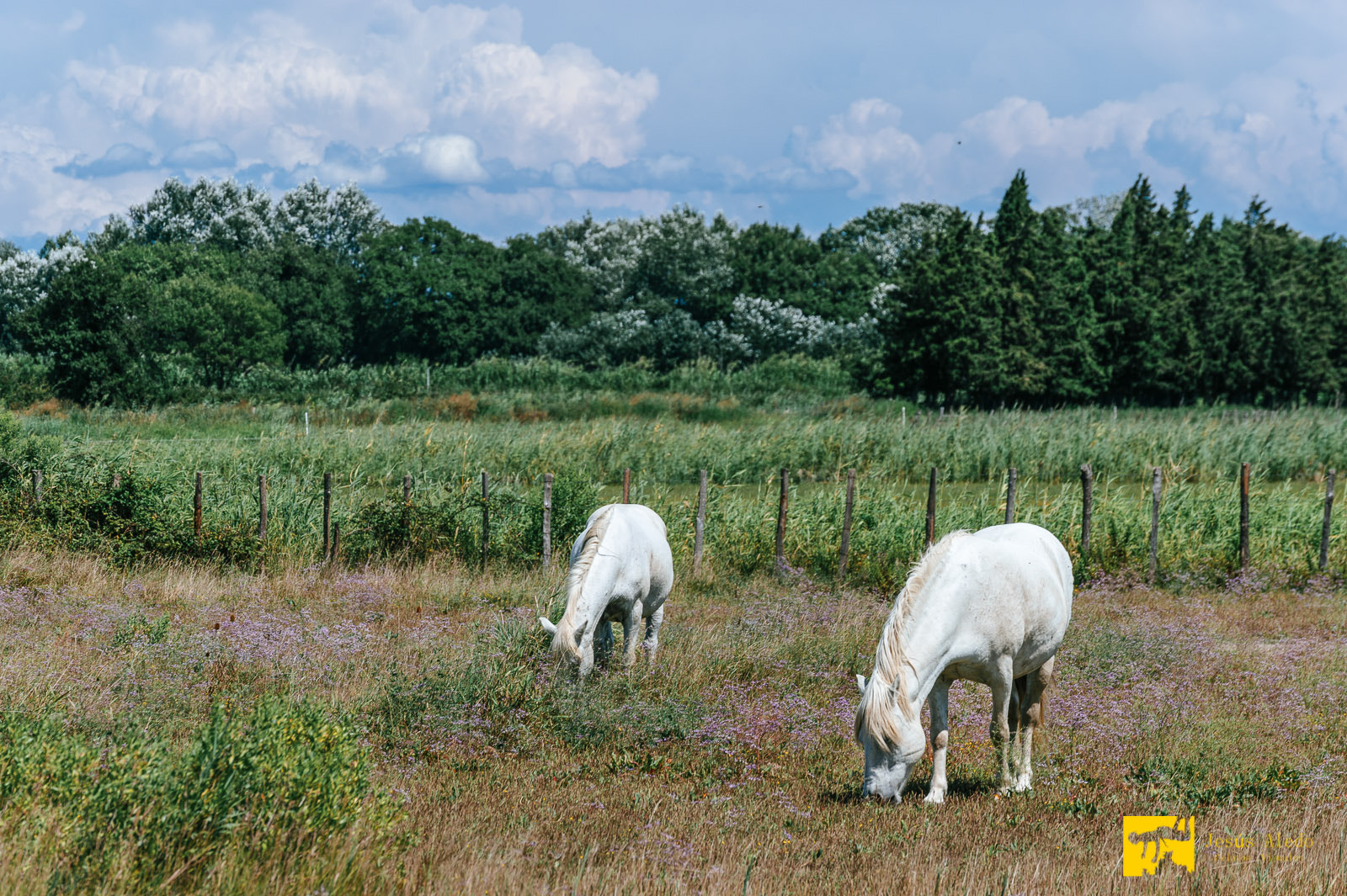 Nikon Df sample photo. "provence, paradise of light and color" photography