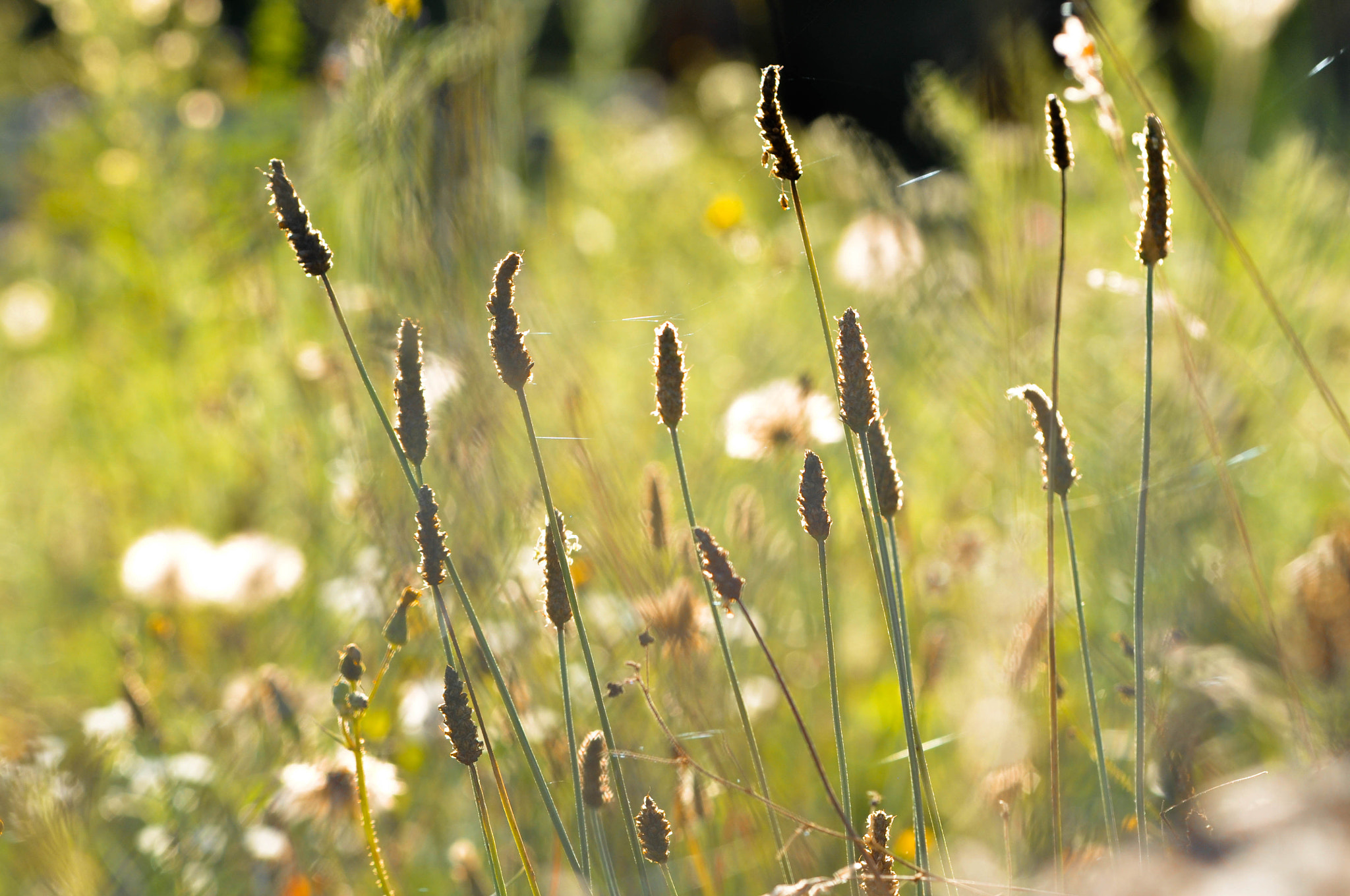 Nikon D5000 sample photo. Sunlight photography