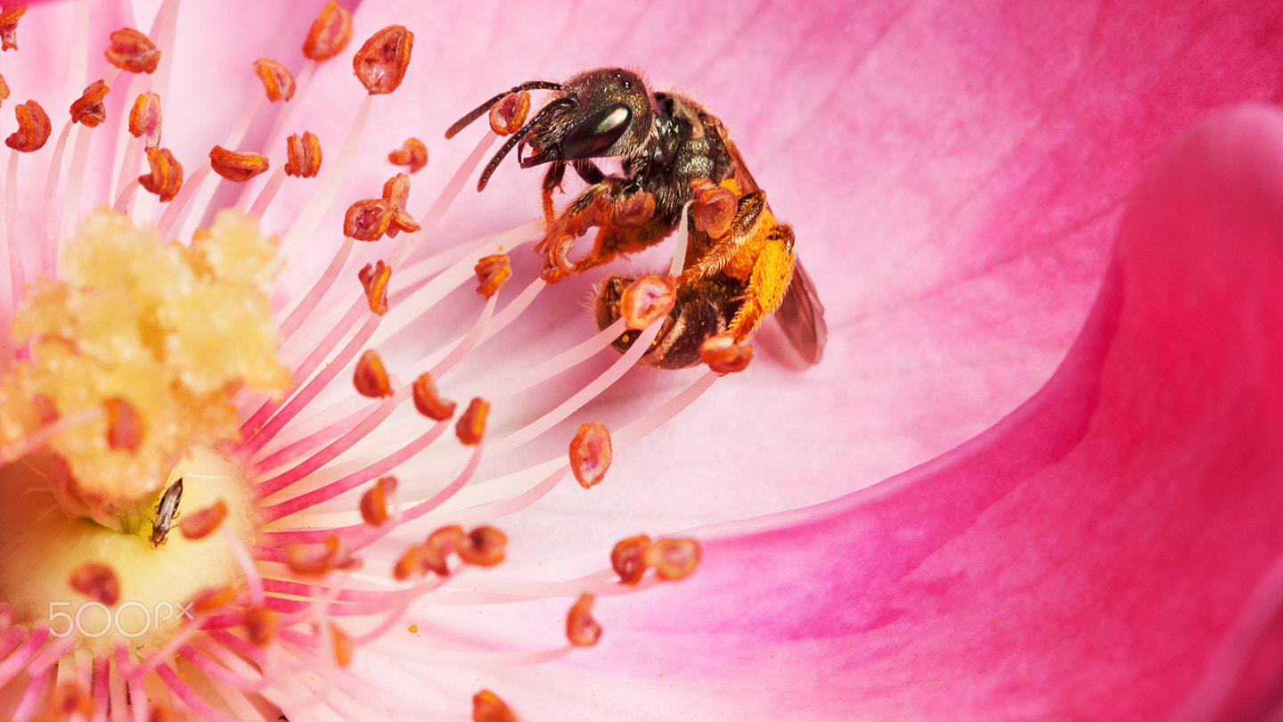 Sony Alpha DSLR-A700 + Sony 100mm F2.8 Macro sample photo. The story of a bee iii photography