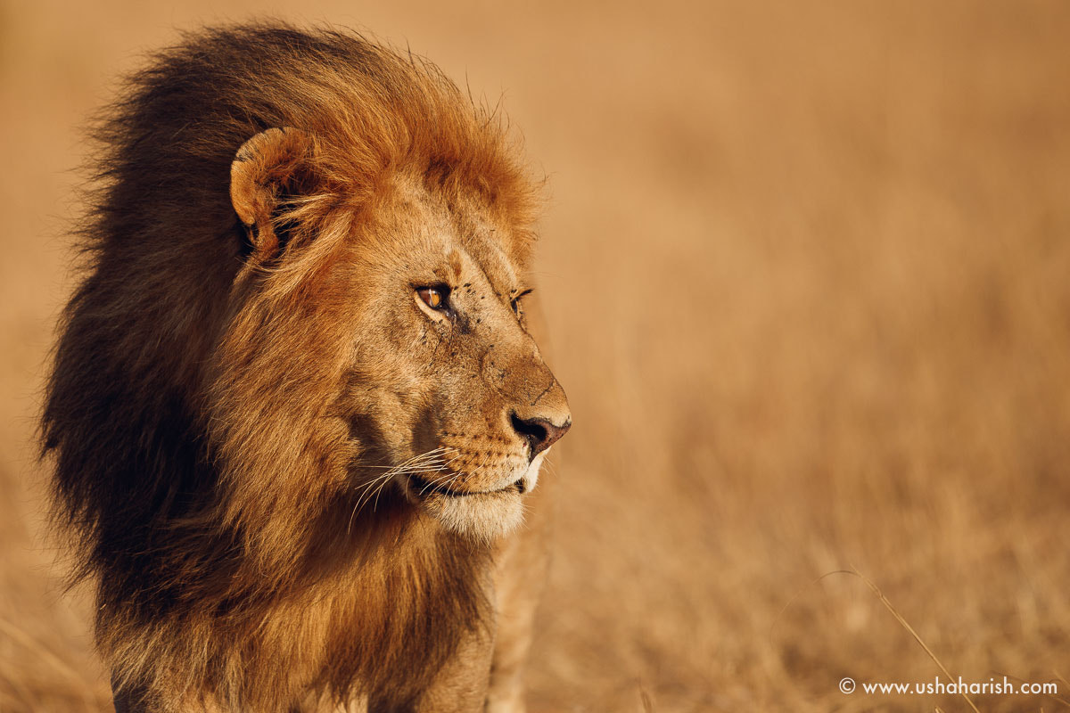 Canon EOS-1D X Mark II sample photo. African lion photography
