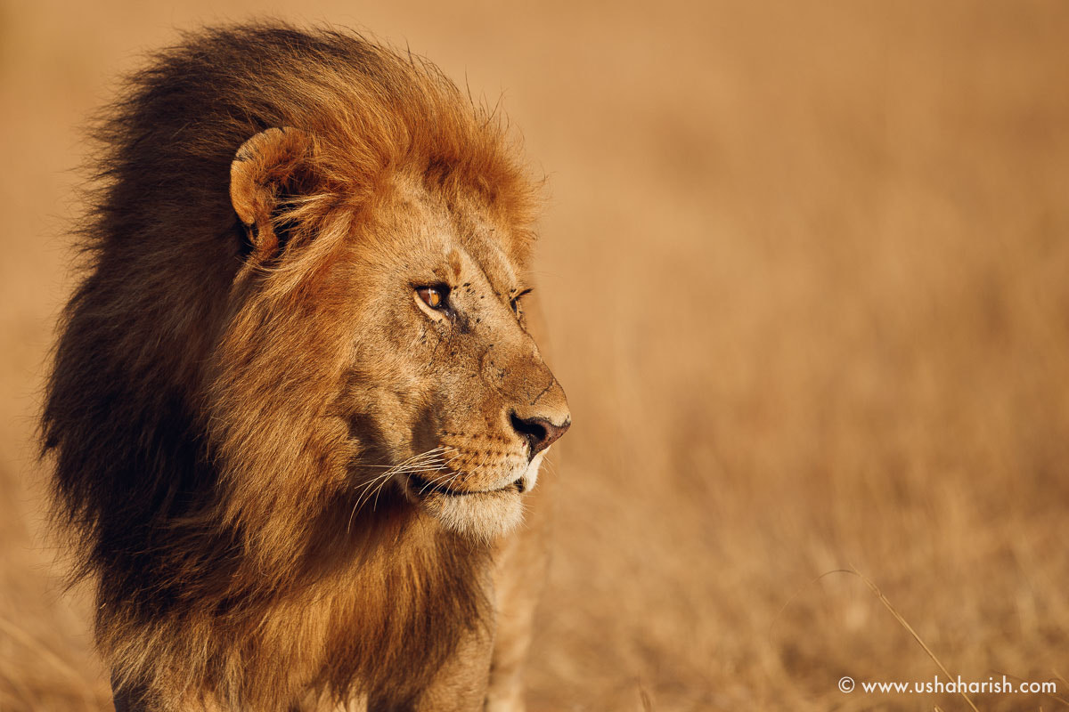 Canon EF 500mm F4L IS II USM sample photo. African lion photography