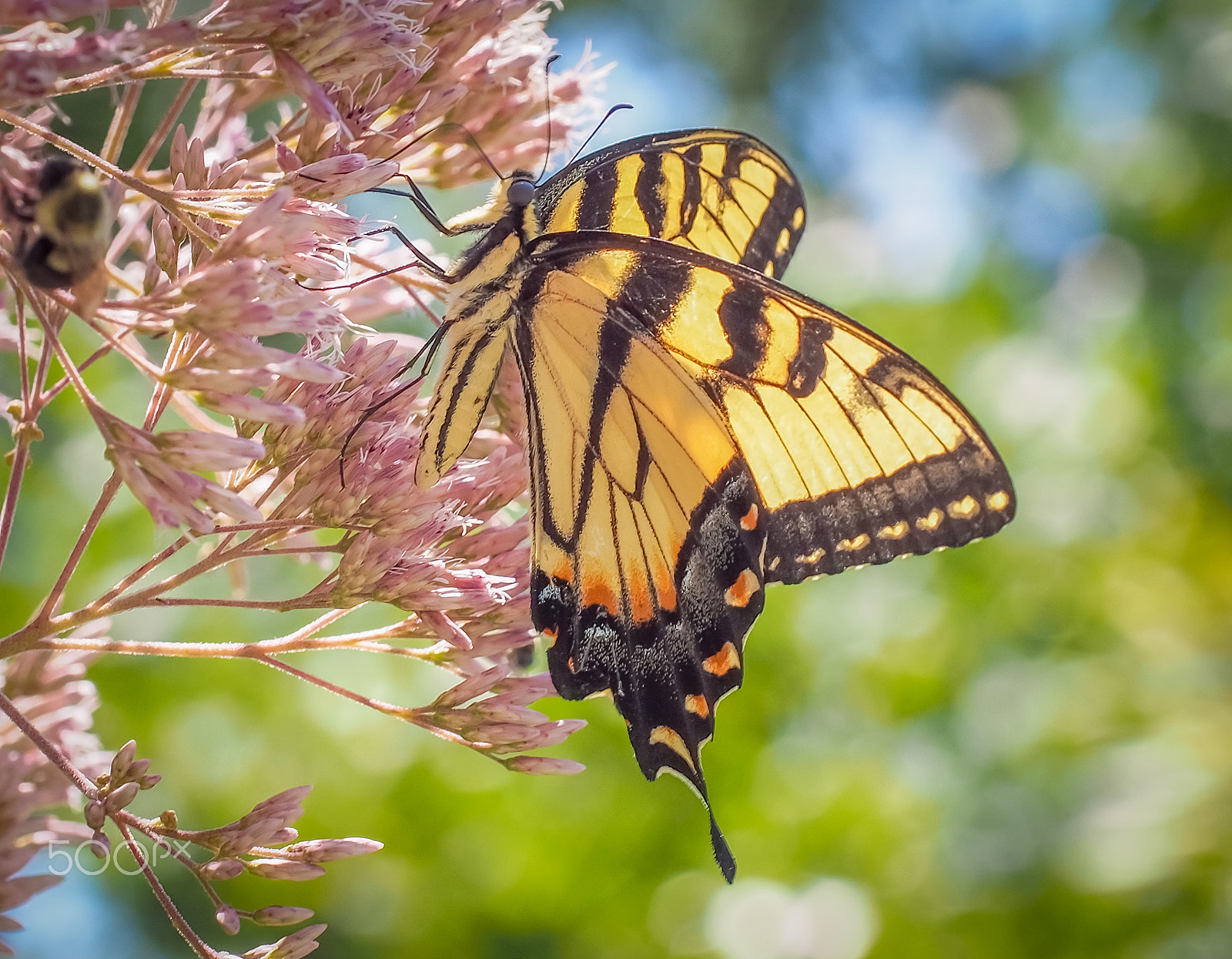 Olympus PEN E-PL5 sample photo. Swallowtail summer photography