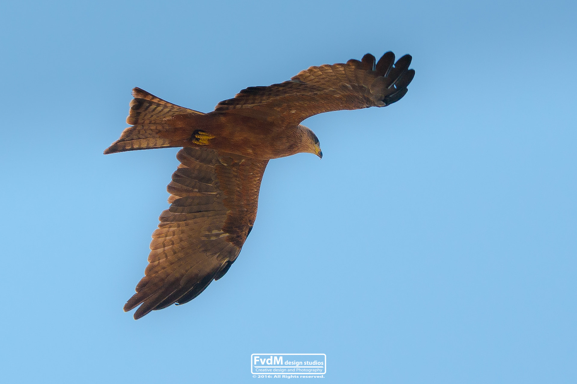 Sony Alpha DSLR-A700 sample photo. Eagle above... photography