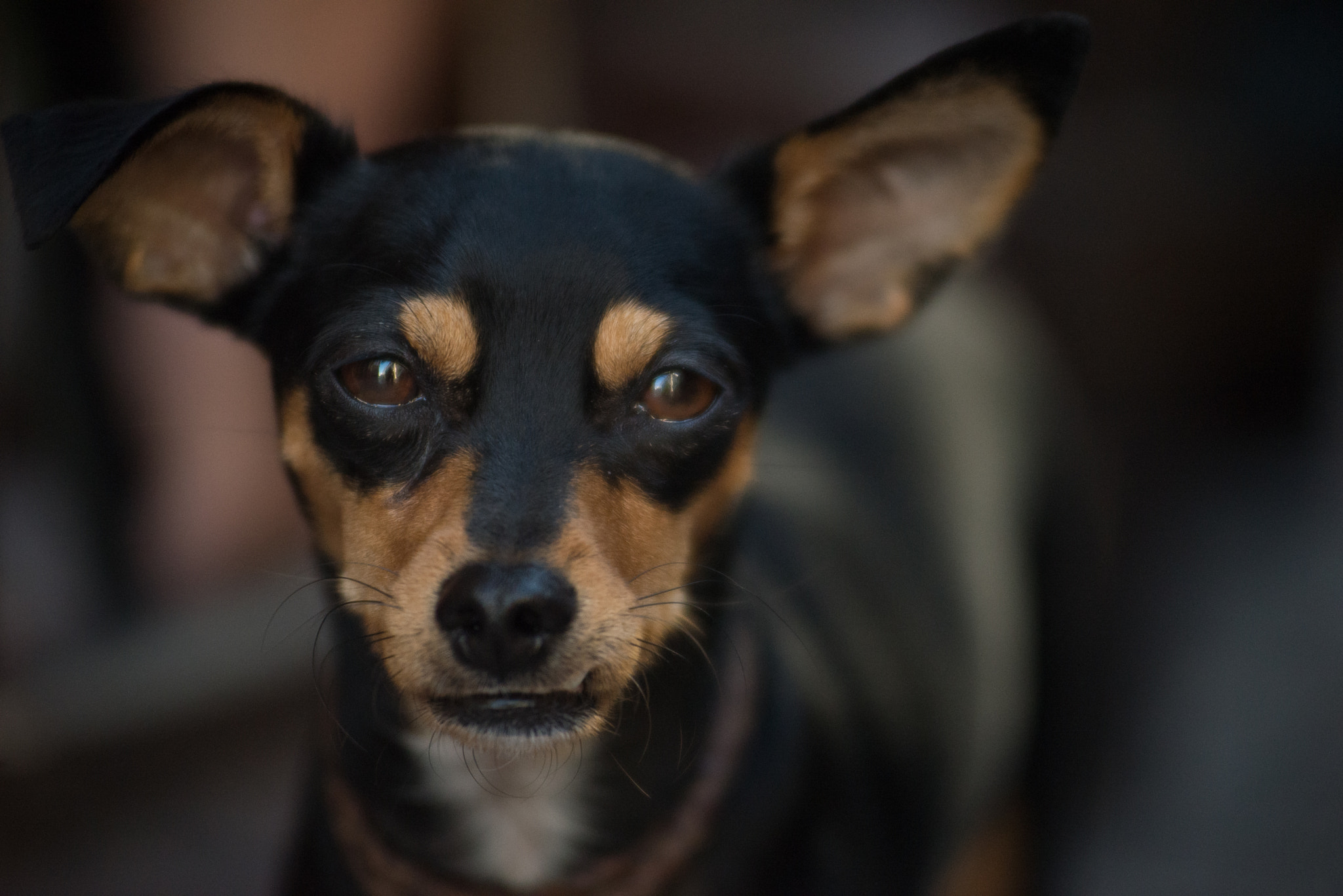 AF Zoom-Nikkor 80-200mm f/2.8 ED sample photo. Cms photography