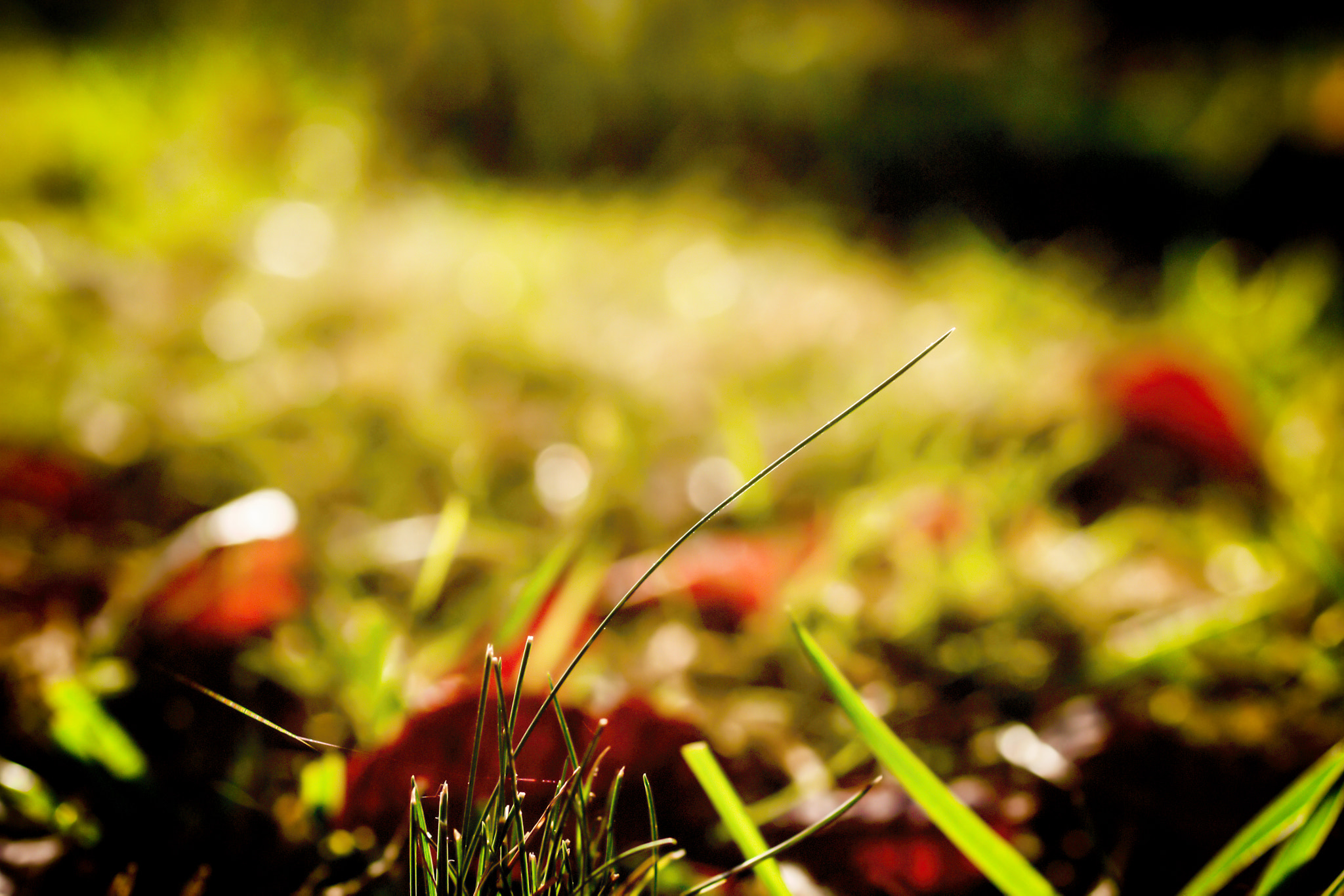 Nikon D3100 + Sigma 50mm F2.8 EX DG Macro sample photo. Autumn countryside 1 (2016) photography