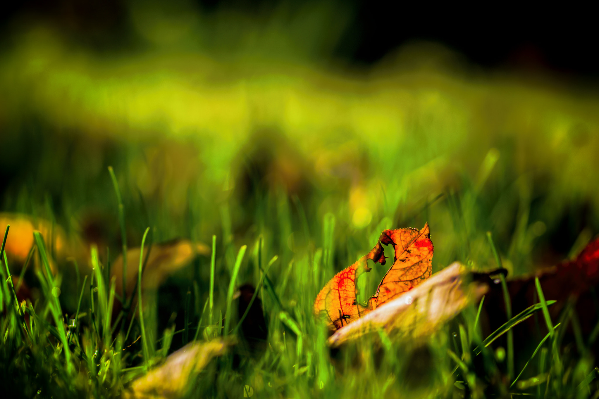 Nikon D3100 + Sigma 50mm F2.8 EX DG Macro sample photo. Autumn countryside 4 (2016) photography