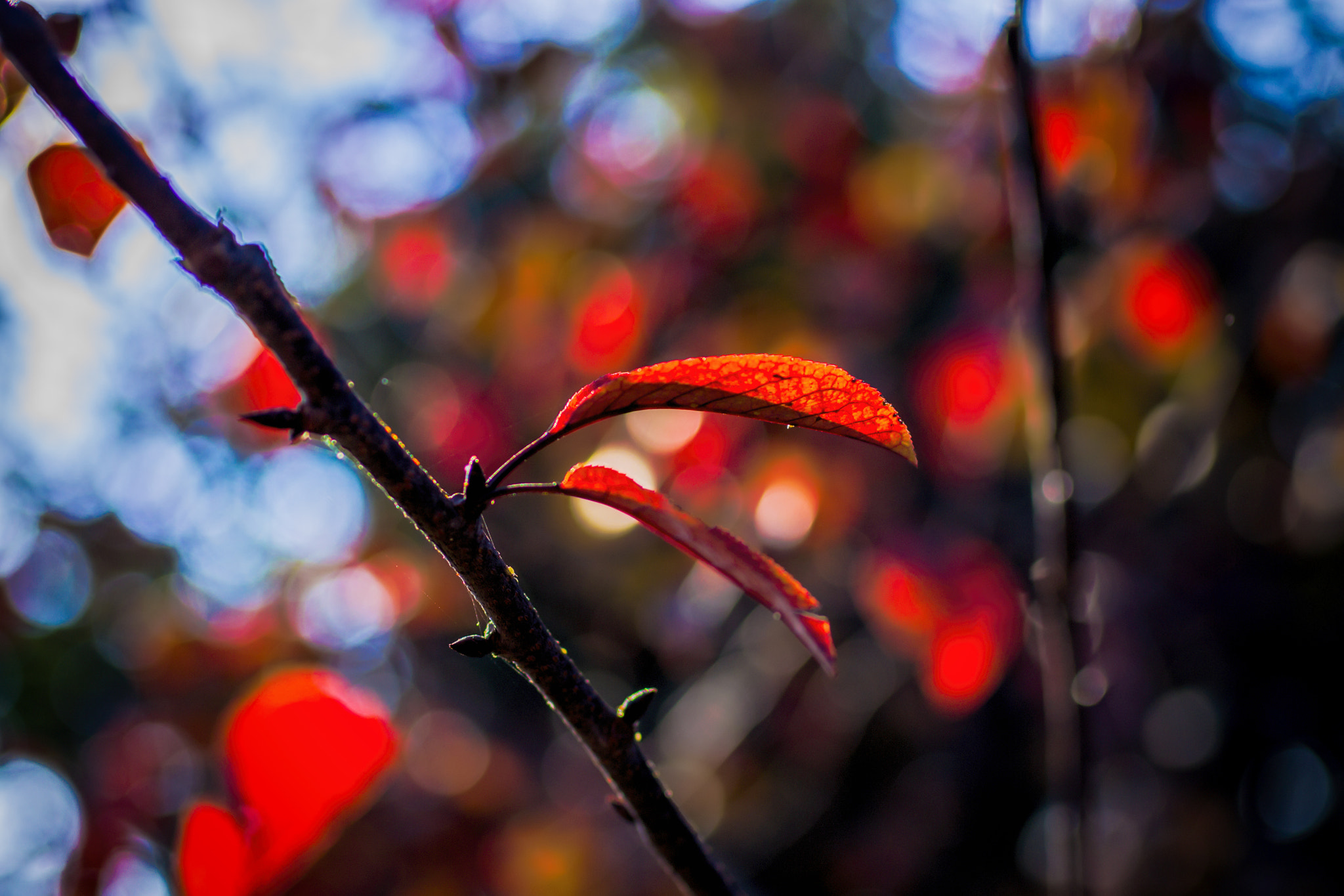 Nikon D3100 + Sigma 50mm F2.8 EX DG Macro sample photo. Autumn countryside 3 (2016) photography