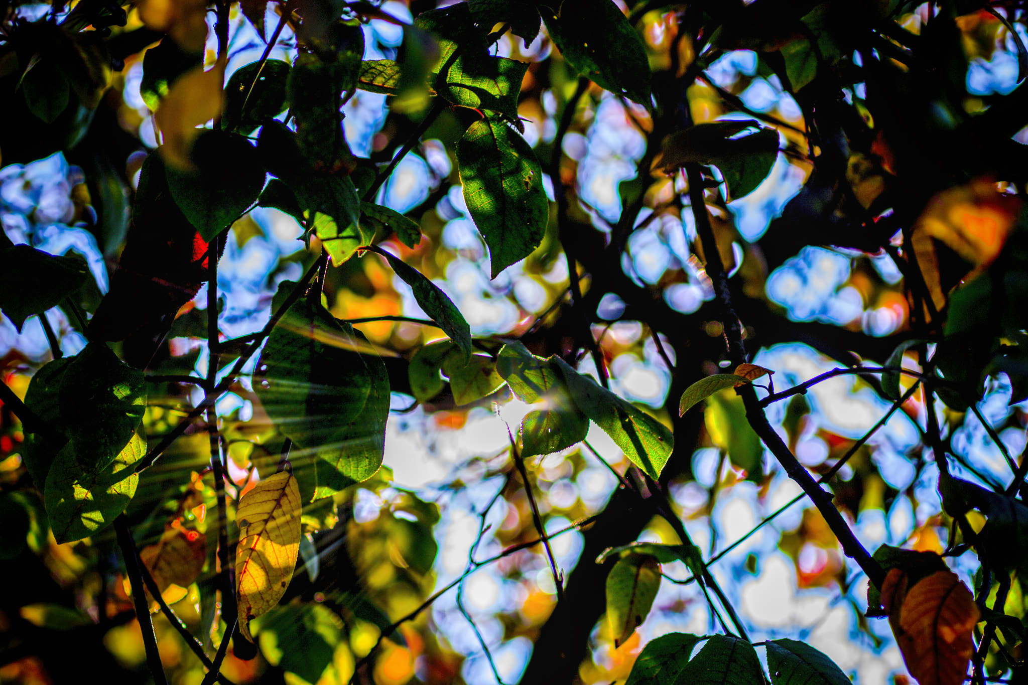 Nikon D3100 + Sigma 50mm F2.8 EX DG Macro sample photo. Autumn countryside 5 (2016) photography