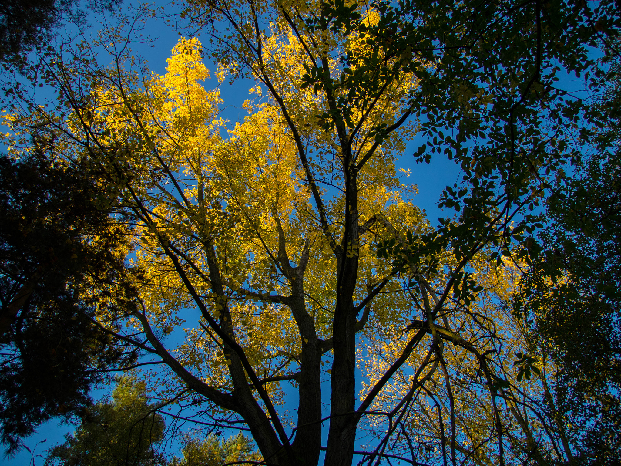 Olympus OM-D E-M1 + Tamron 14-150mm F3.5-5.8 Di III sample photo. Colors of autumn photography