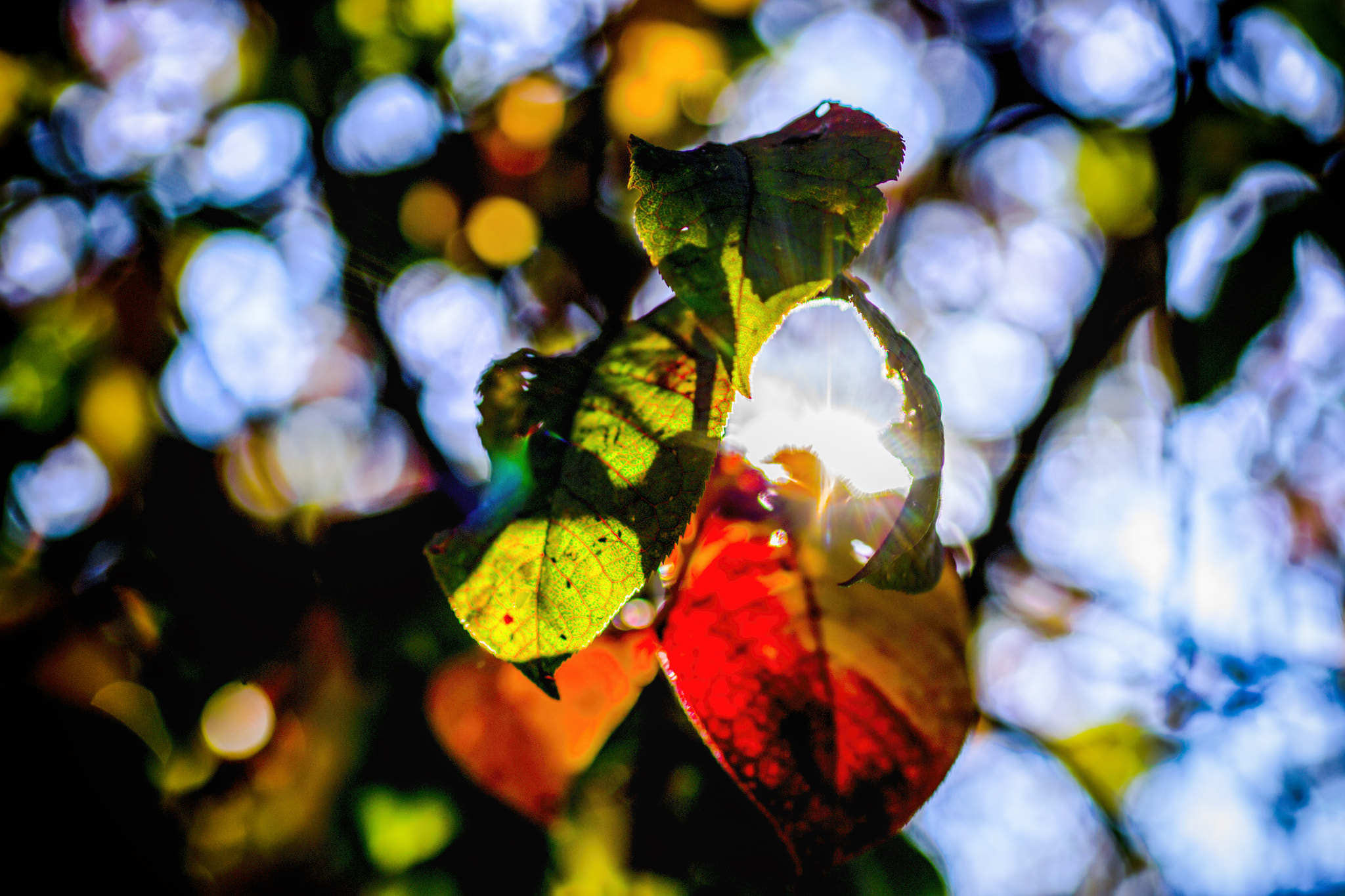 Nikon D3100 + Sigma 50mm F2.8 EX DG Macro sample photo. Autumn countryside 9 (2016) photography