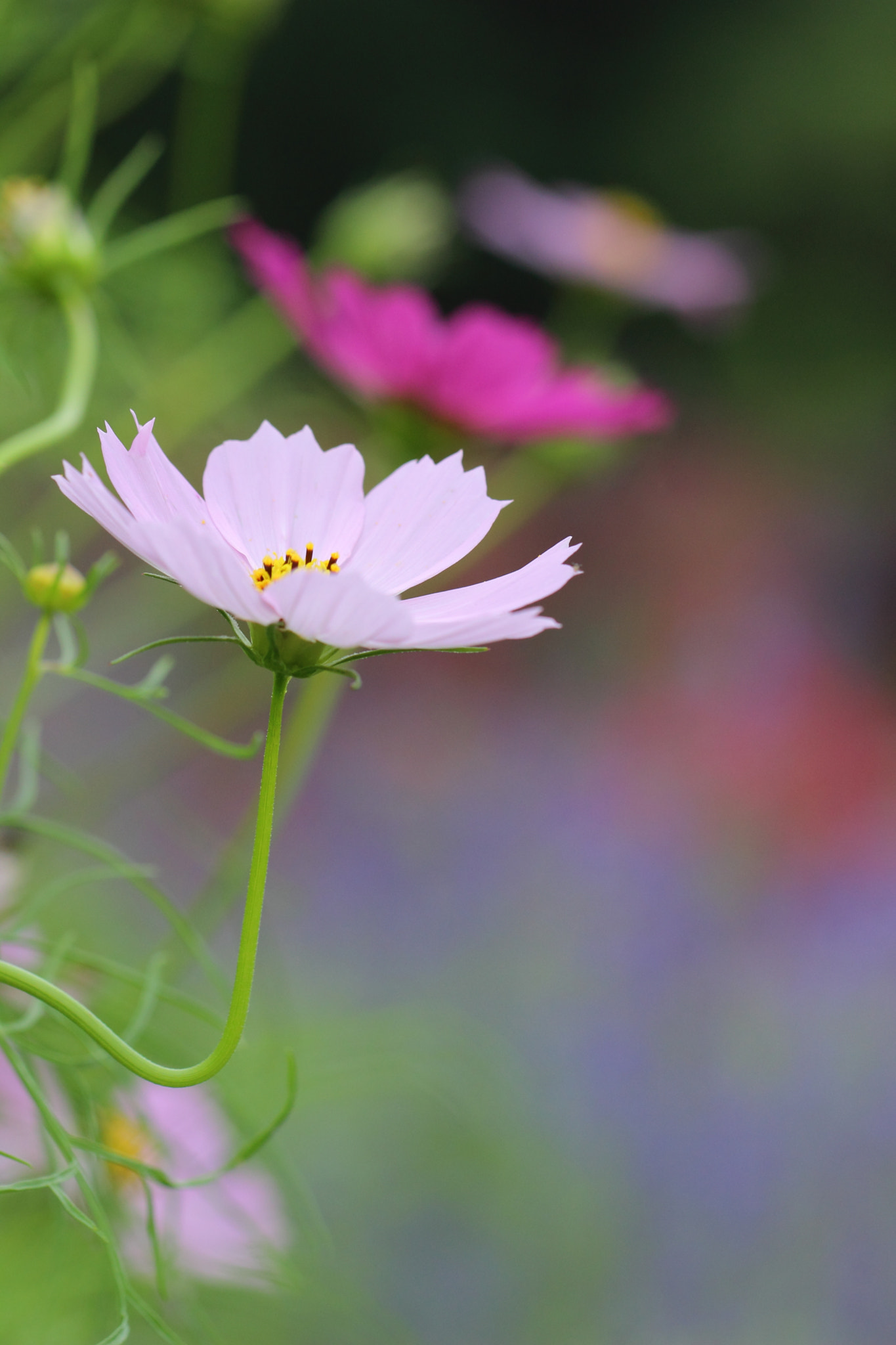 Canon EF 100mm F2.8L Macro IS USM sample photo. Cosmos photography