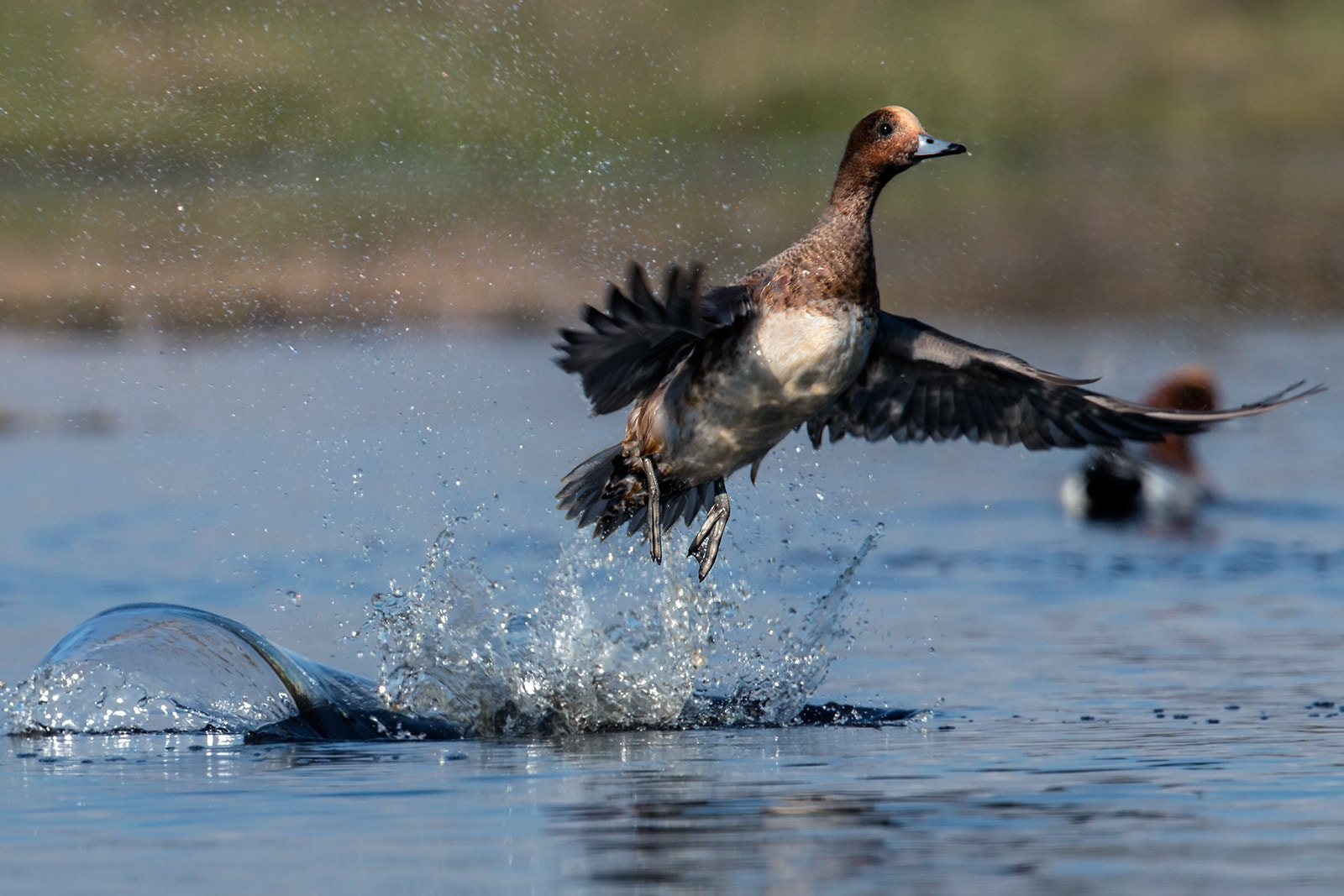 Canon EOS 70D + Canon EF 300mm F2.8L IS II USM sample photo. Widgeon photography