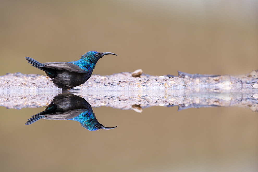 Nikon AF-S Nikkor 400mm F2.8G ED VR II sample photo. S photography
