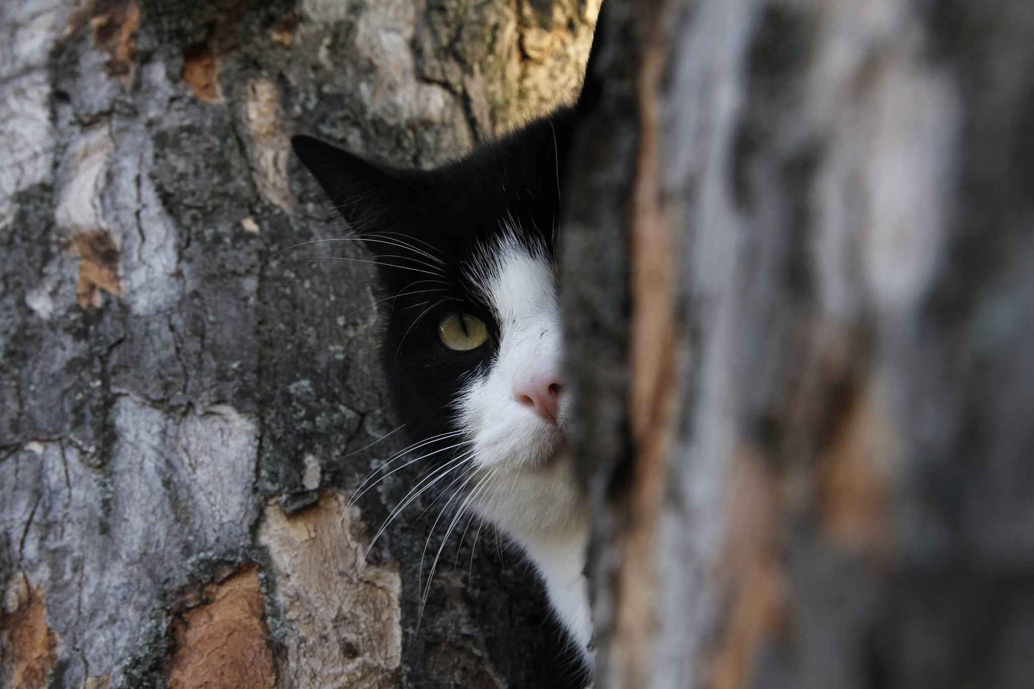 Canon EOS 500D (EOS Rebel T1i / EOS Kiss X3) sample photo. Cat playing hide&seek photography