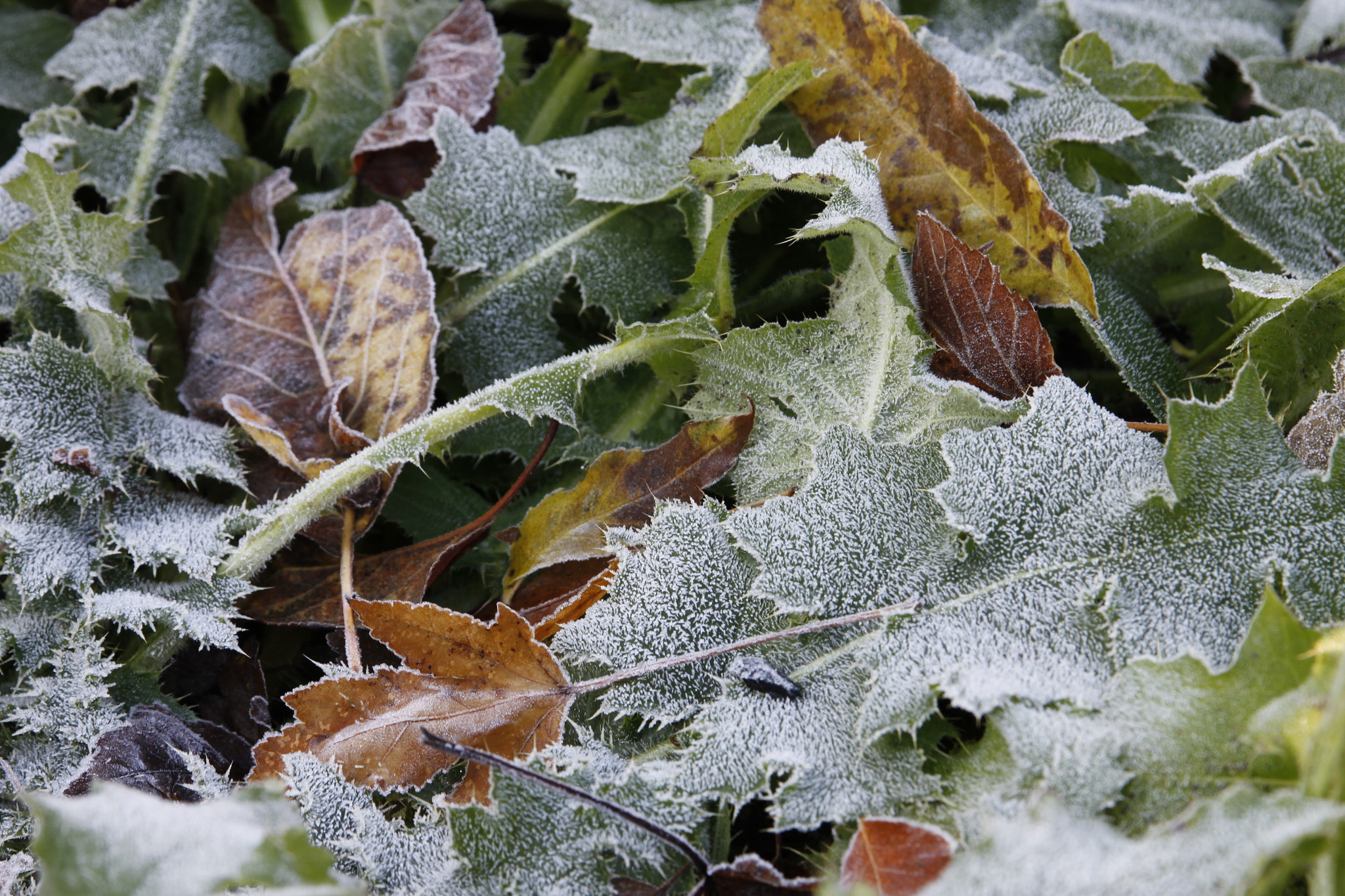 Canon EOS 500D (EOS Rebel T1i / EOS Kiss X3) sample photo. Frost on leaves photography
