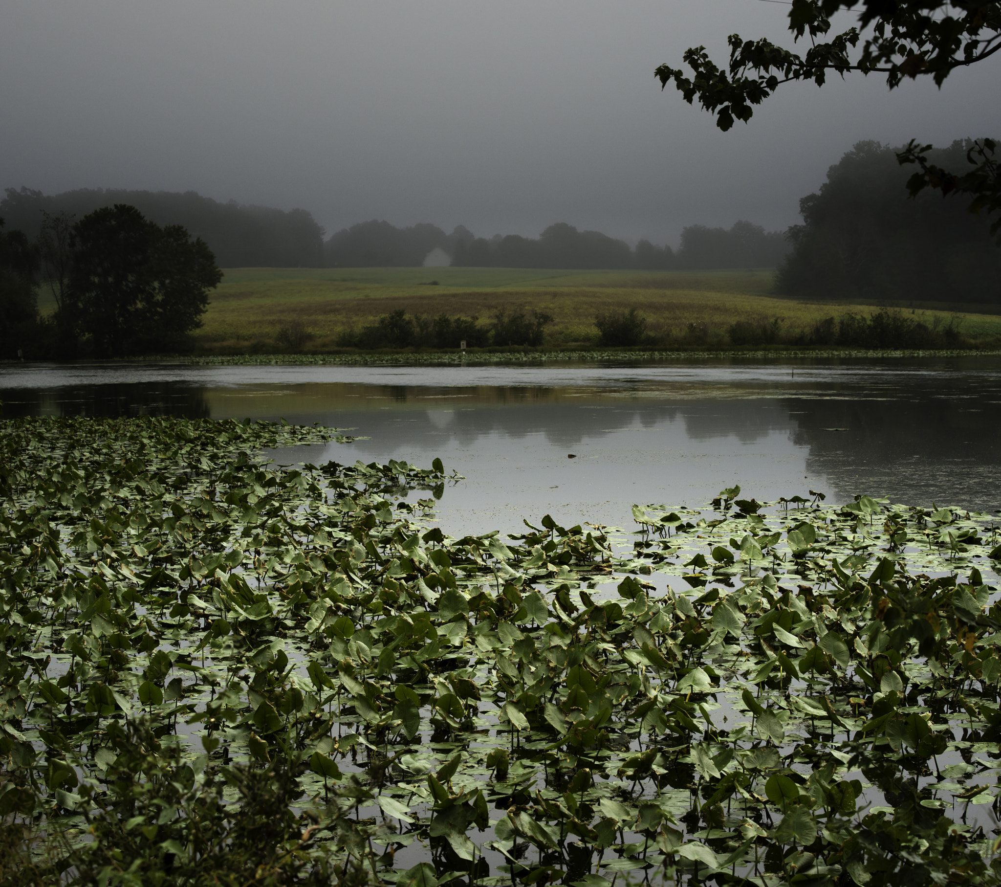 Pentax K-1 sample photo. Foggy a. m. photography