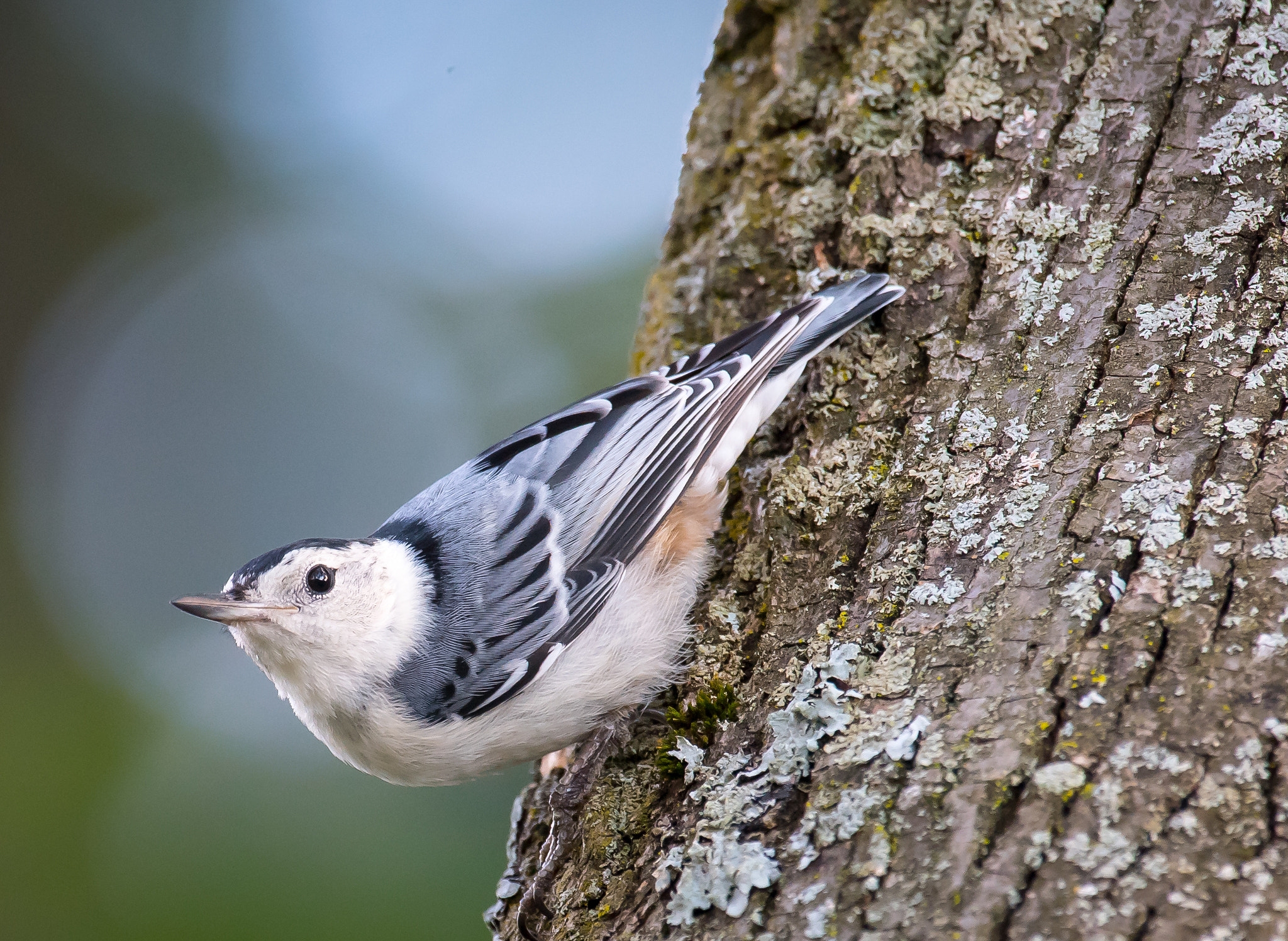 Nikon D5 + Nikon AF-S Nikkor 600mm F4G ED VR sample photo. Bokeh bird photography
