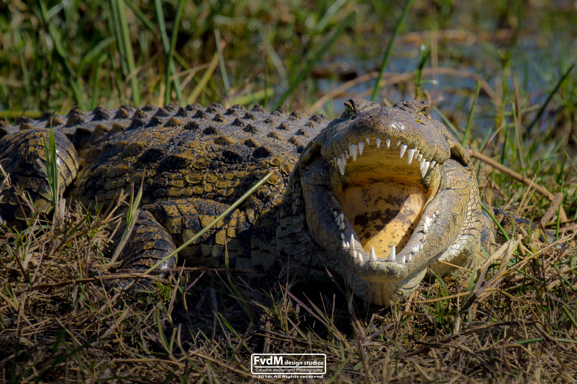 Sony SLT-A77 + Sony 70-400mm F4-5.6 G SSM sample photo. Back from the dentist... photography