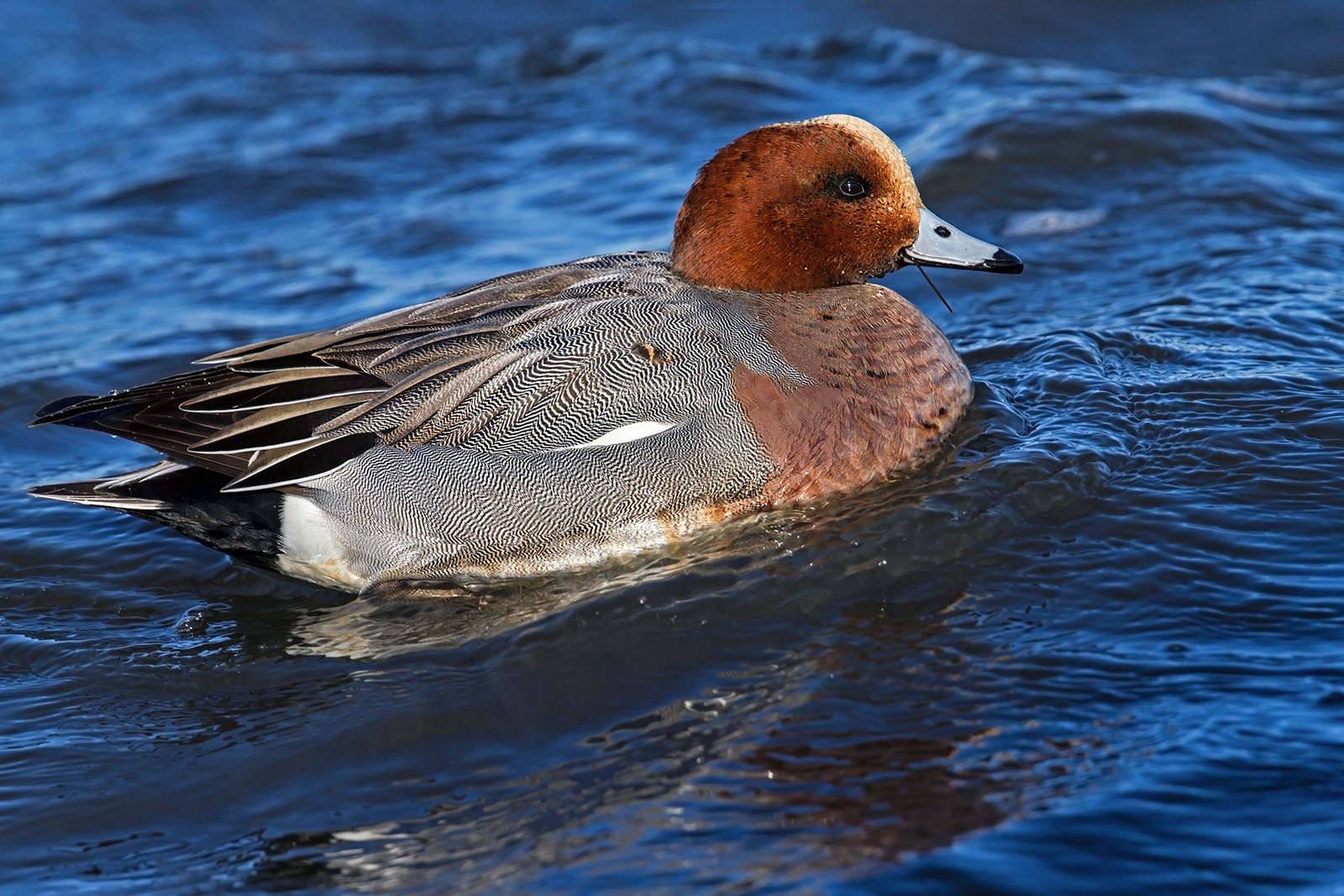 Canon EF 300mm F2.8L IS II USM sample photo. Widgeon photography