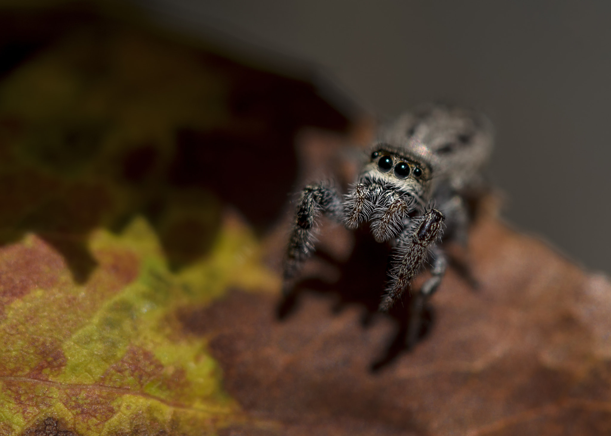 Nikon AF-S DX Micro-Nikkor 85mm F3.5G ED VR sample photo. Jumping spider photography