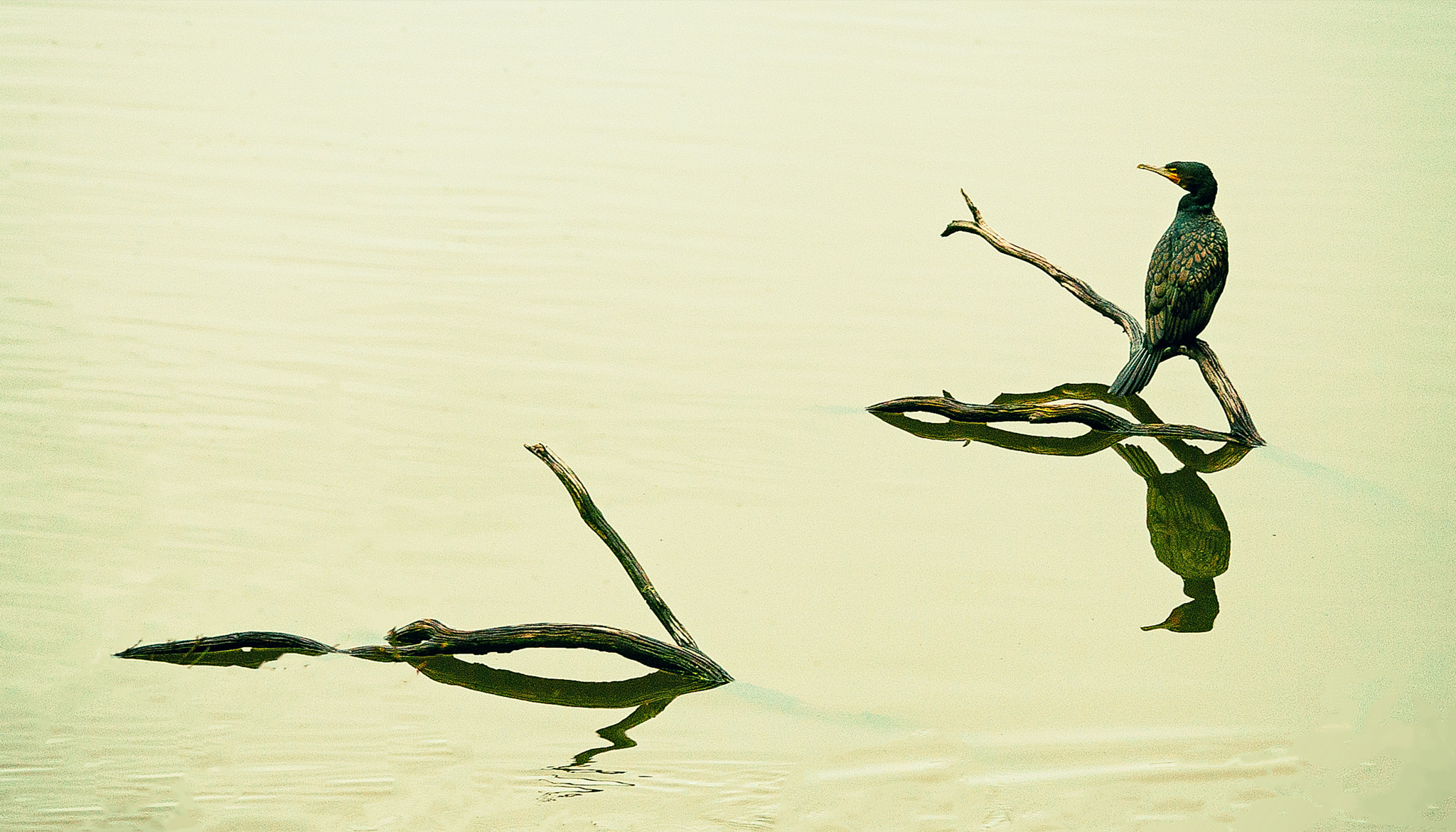 Sony Alpha NEX-7 + E 60mm F2.8 sample photo. Bird photography