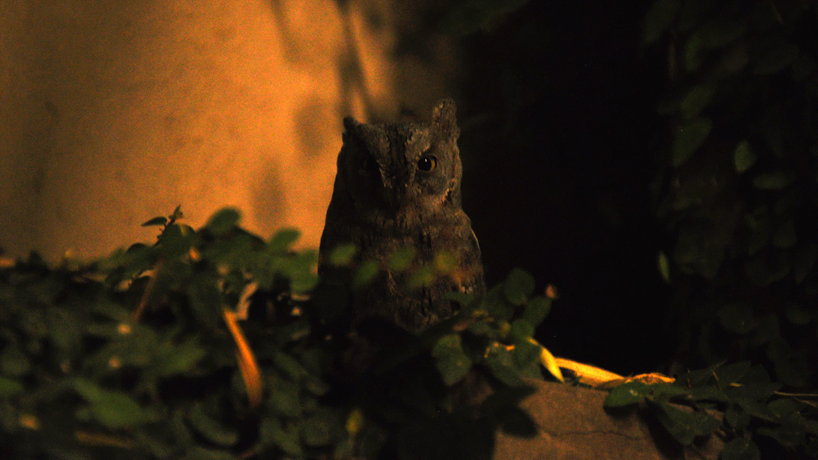 Nikon D5000 sample photo. Owl 01 photography