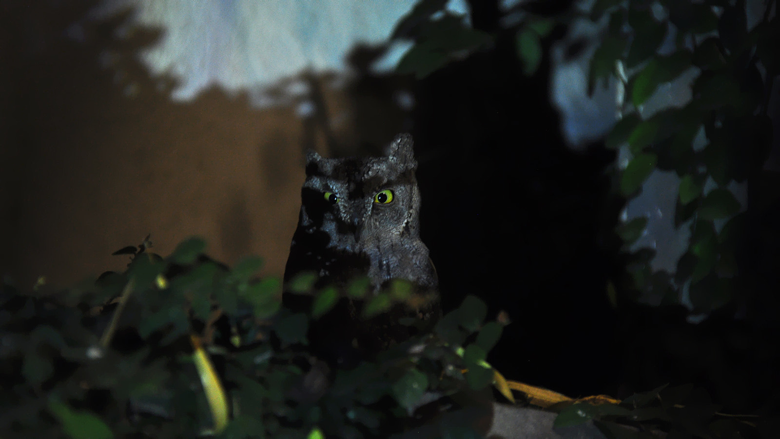 Nikon D5000 sample photo. Owl 02 photography