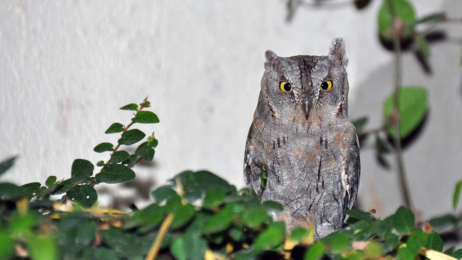 Nikon D5000 sample photo. Owl 03 photography