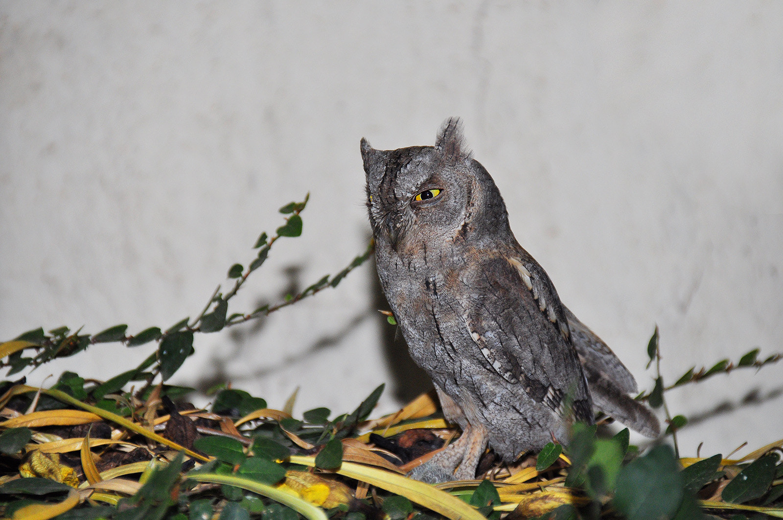 Nikon D5000 sample photo. Owl 04 photography