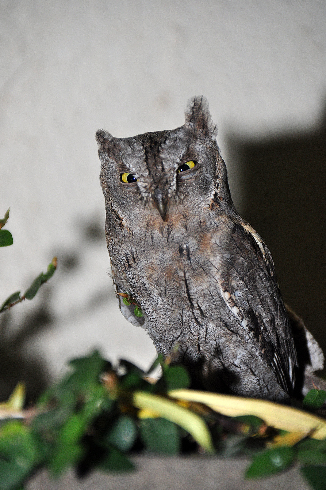 Nikon D5000 sample photo. Owl 05 photography
