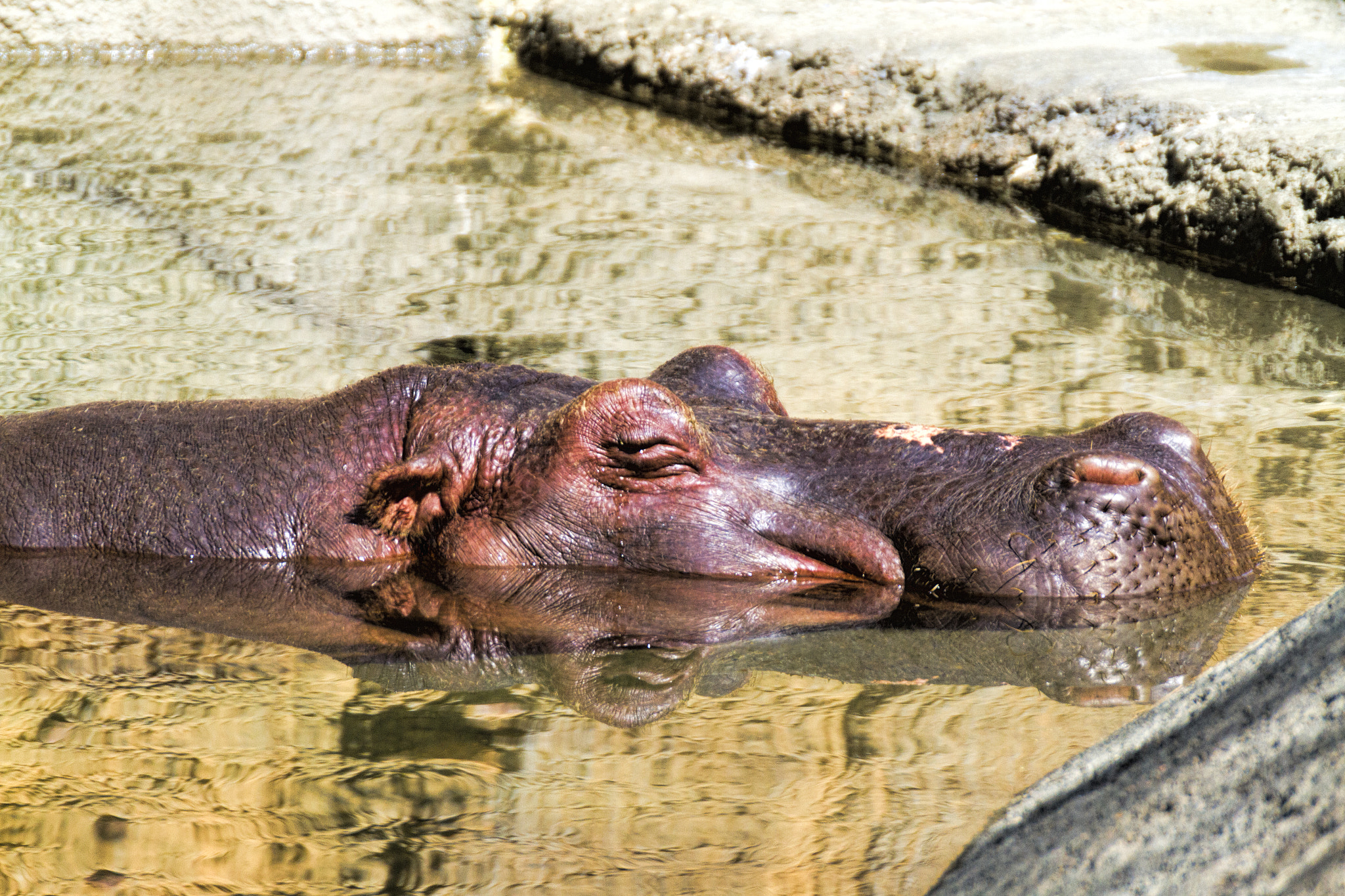 Tamron SP 35mm F1.8 Di VC USD sample photo. Hippo in the pool photography