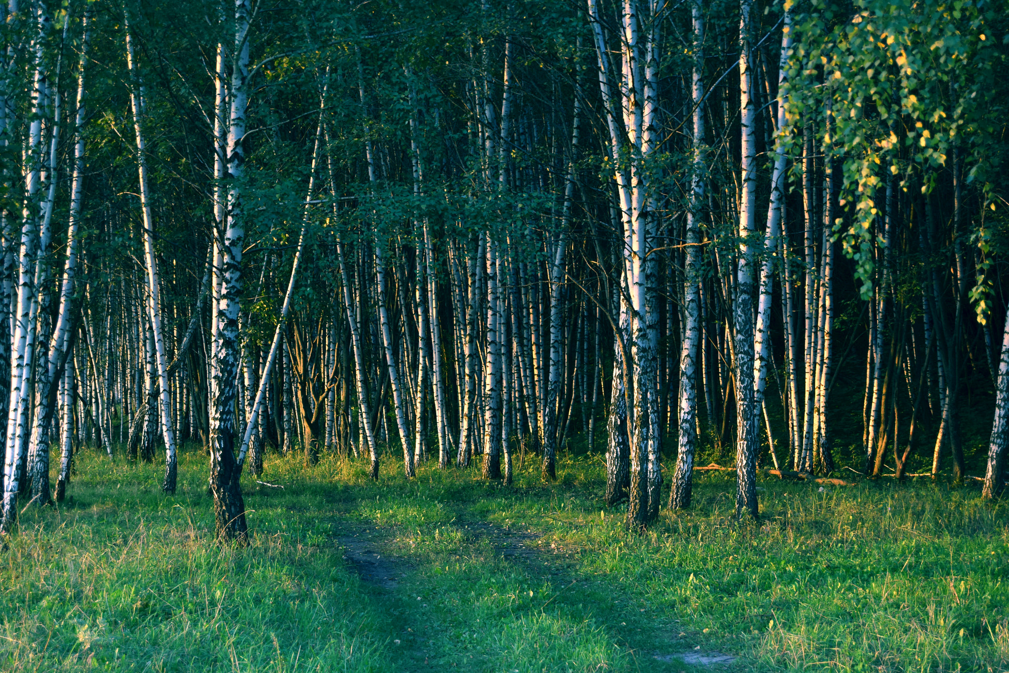 Sigma 18-250mm F3.5-6.3 DC OS HSM sample photo. Birches photography
