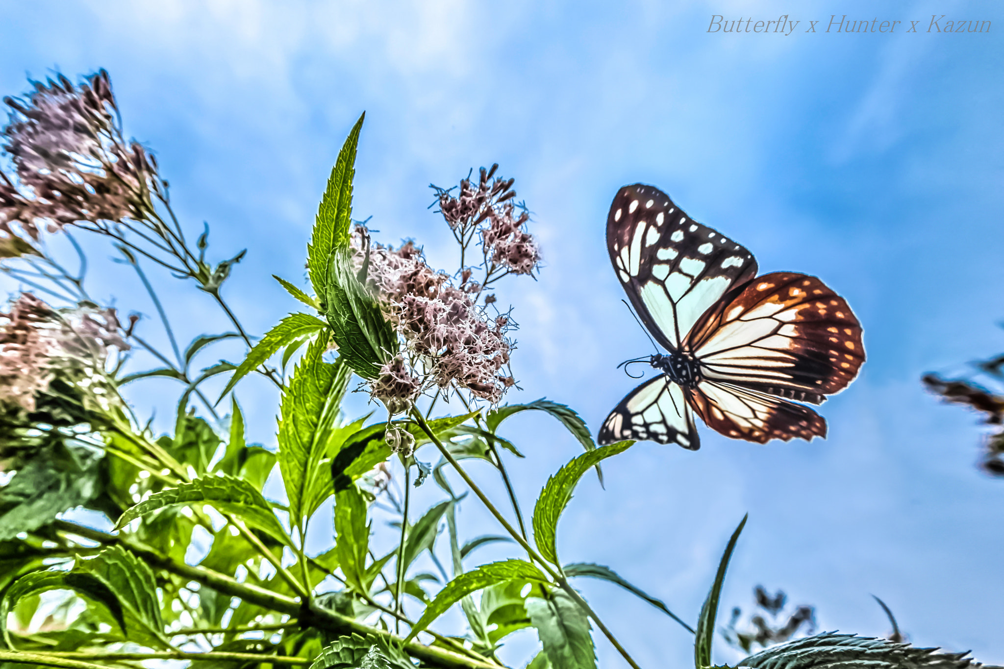 Canon EOS-1D X Mark II + Canon EF 8-15mm F4L Fisheye USM sample photo. Chestnut tiger butterfly! photography