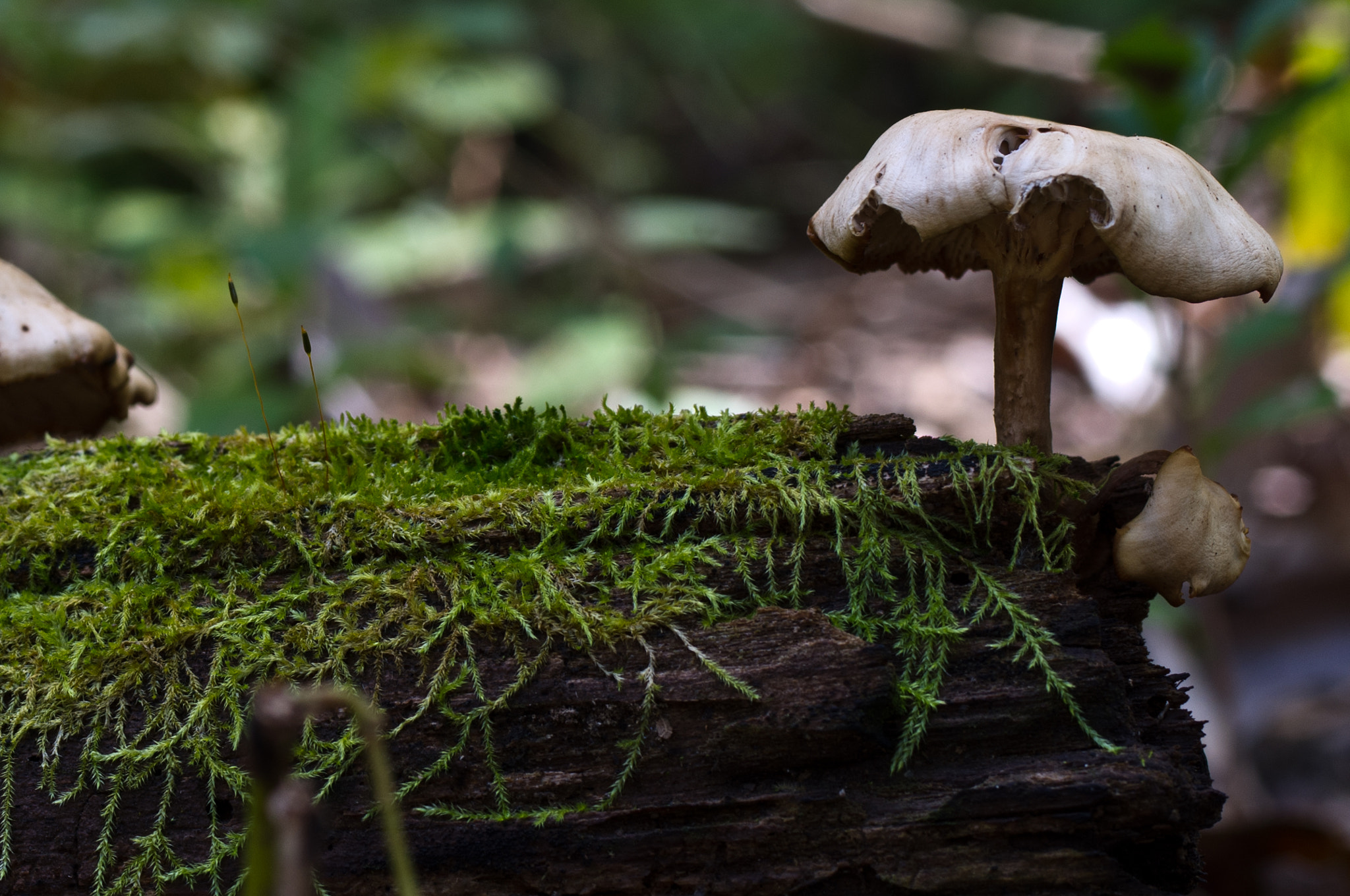 Pentax K-x sample photo. Moss & mushroom photography