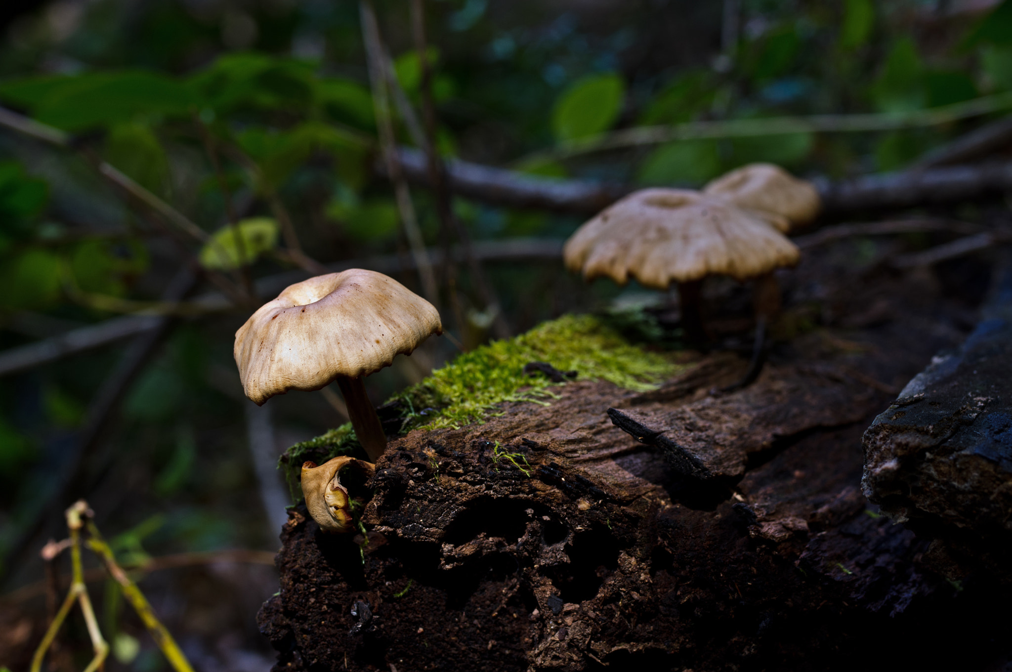 Pentax K-x + Pentax smc D-FA 50mm F2.8 Macro sample photo. A fawn mushroom photography