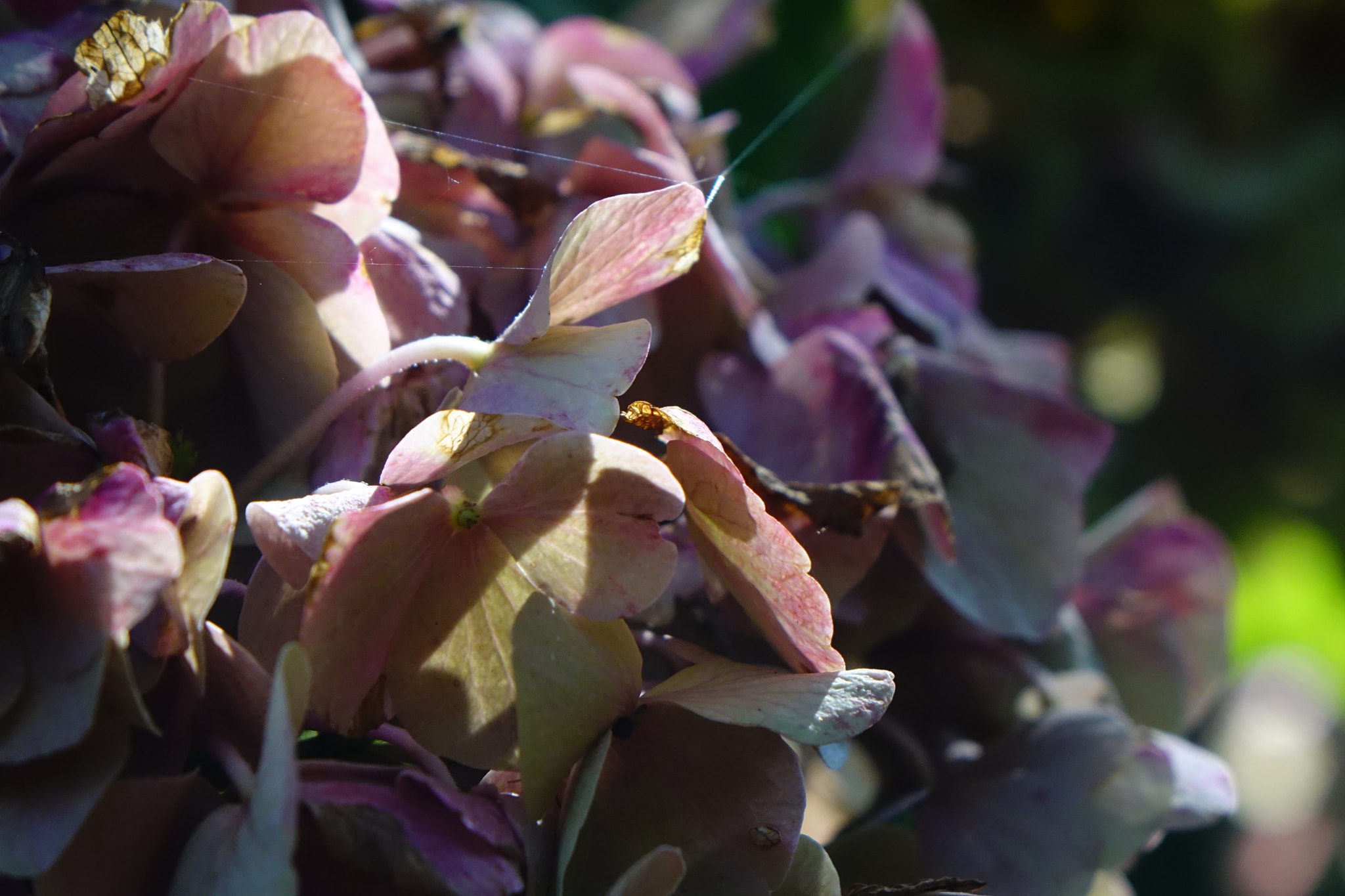 Sony Cyber-shot DSC-RX10 sample photo. Last summer feelings photography